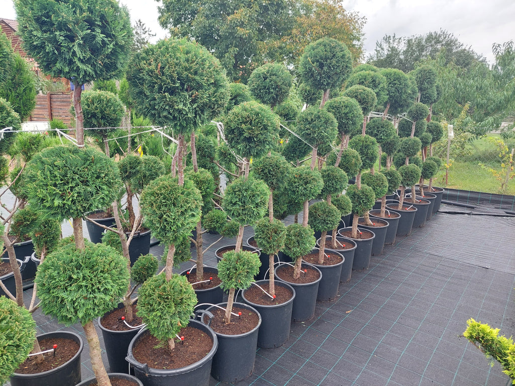 Cupressocyparis leylandii – Leyland-Zypresse (Kugelförmig) – 3 Kugeln – 120–150 cm