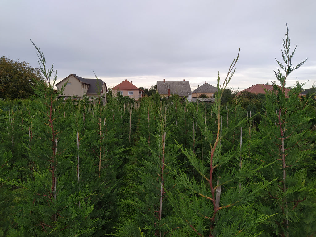 Cupressocyparis leylandii - Leylandii Für Hecken 200–220 cm