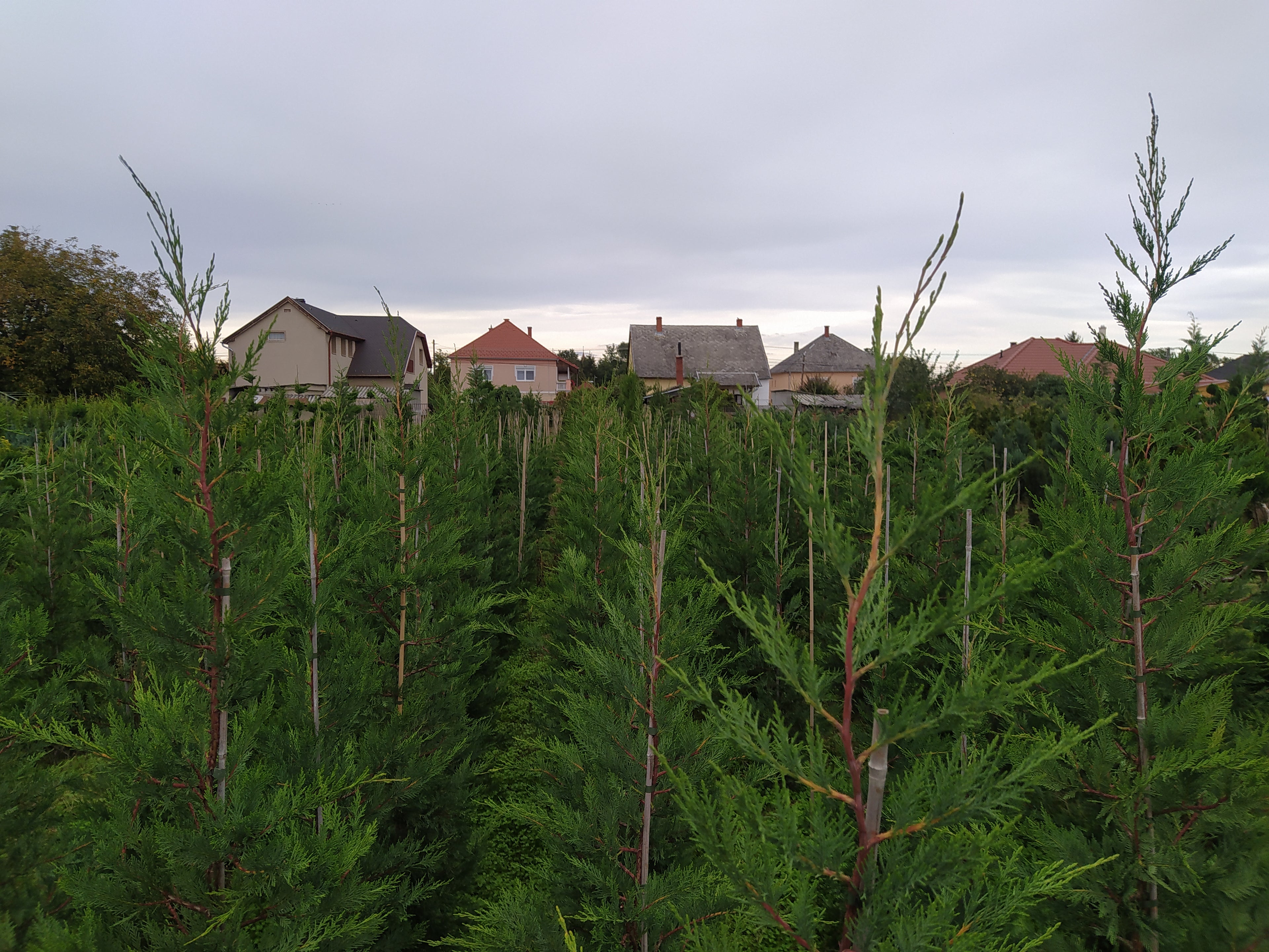 Cupressocyparis leylandii - Leylandii Für Hecken 200–220 cm