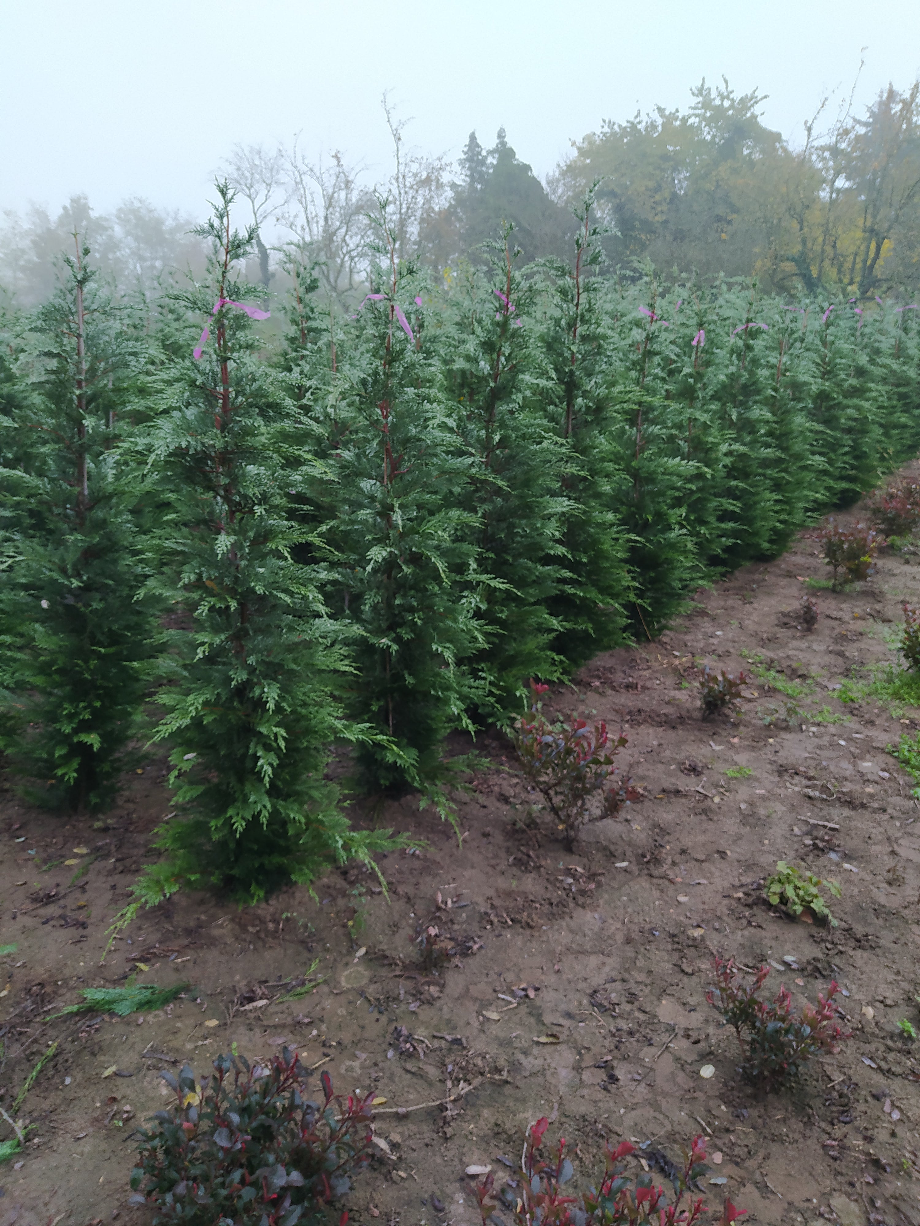 Cupressocyparis leylandii - Leylandii Für Hecken 200–220 cm