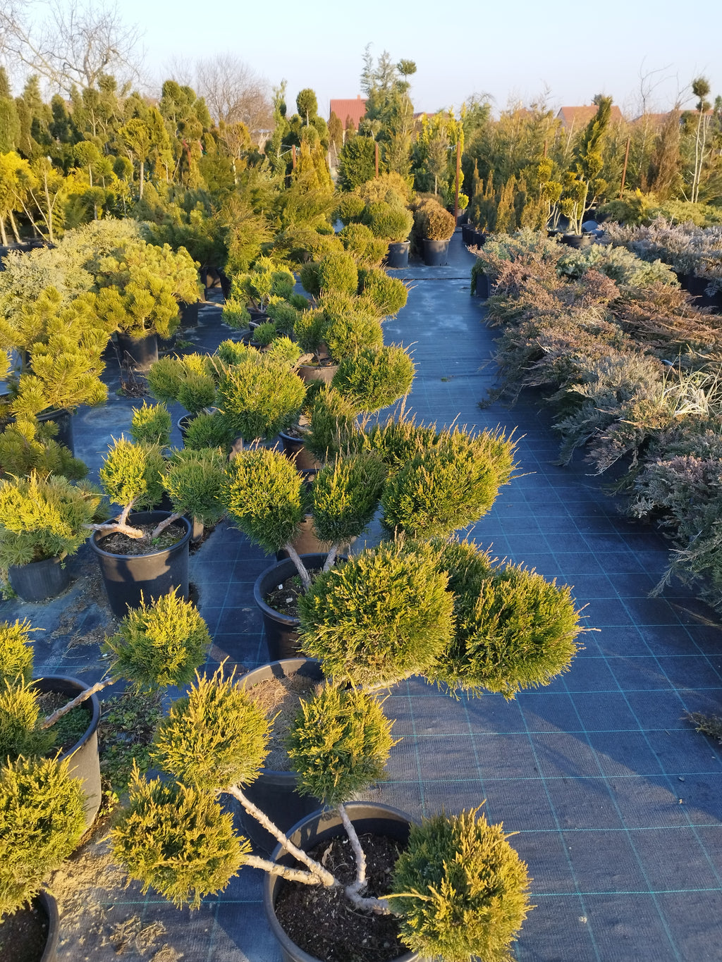 Juniperus media 'Old Gold' – Goldener Wacholder, 110–130 cm, Gartenscheren-Set