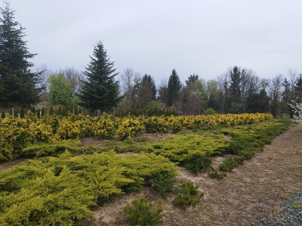 Juniperus media 'Old Gold' - Aranyboróka 120-140cm