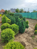 Thuja occidentalis 'Golden Globe' – Golden Globe Western Thuja 100 cm