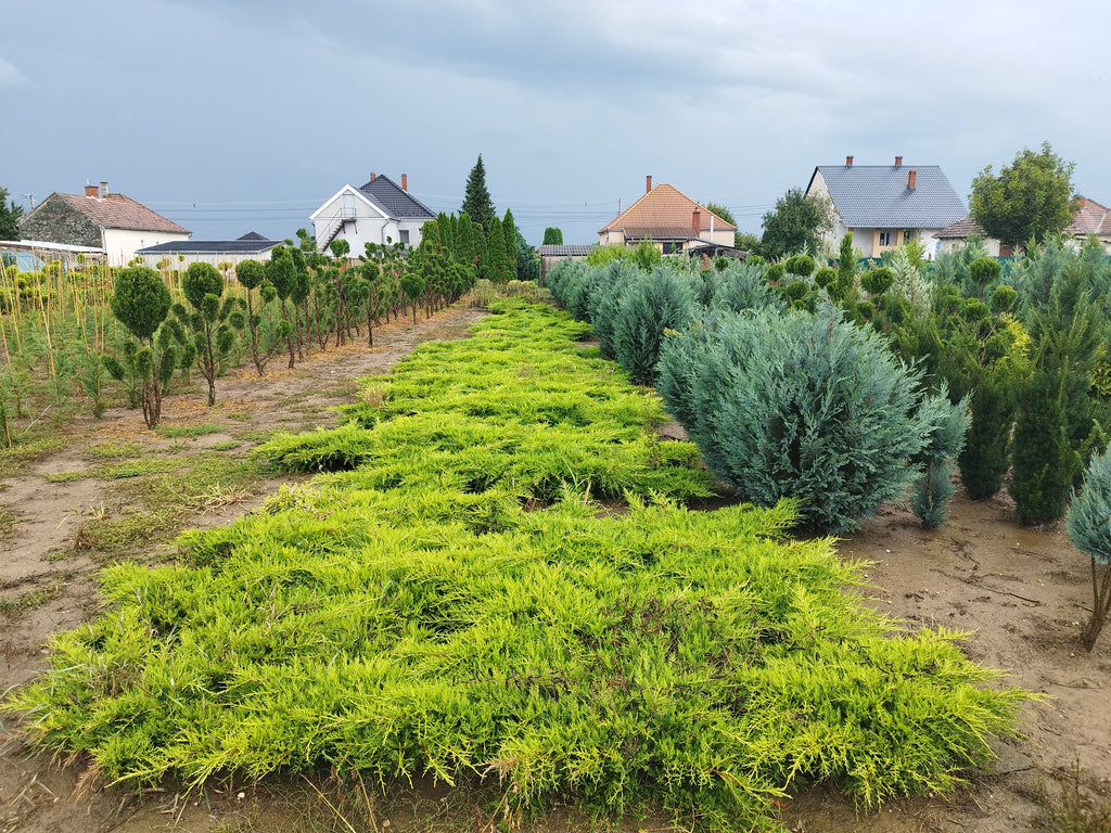 Juniperus media 'Old Gold' - Aranyboróka 120-140cm