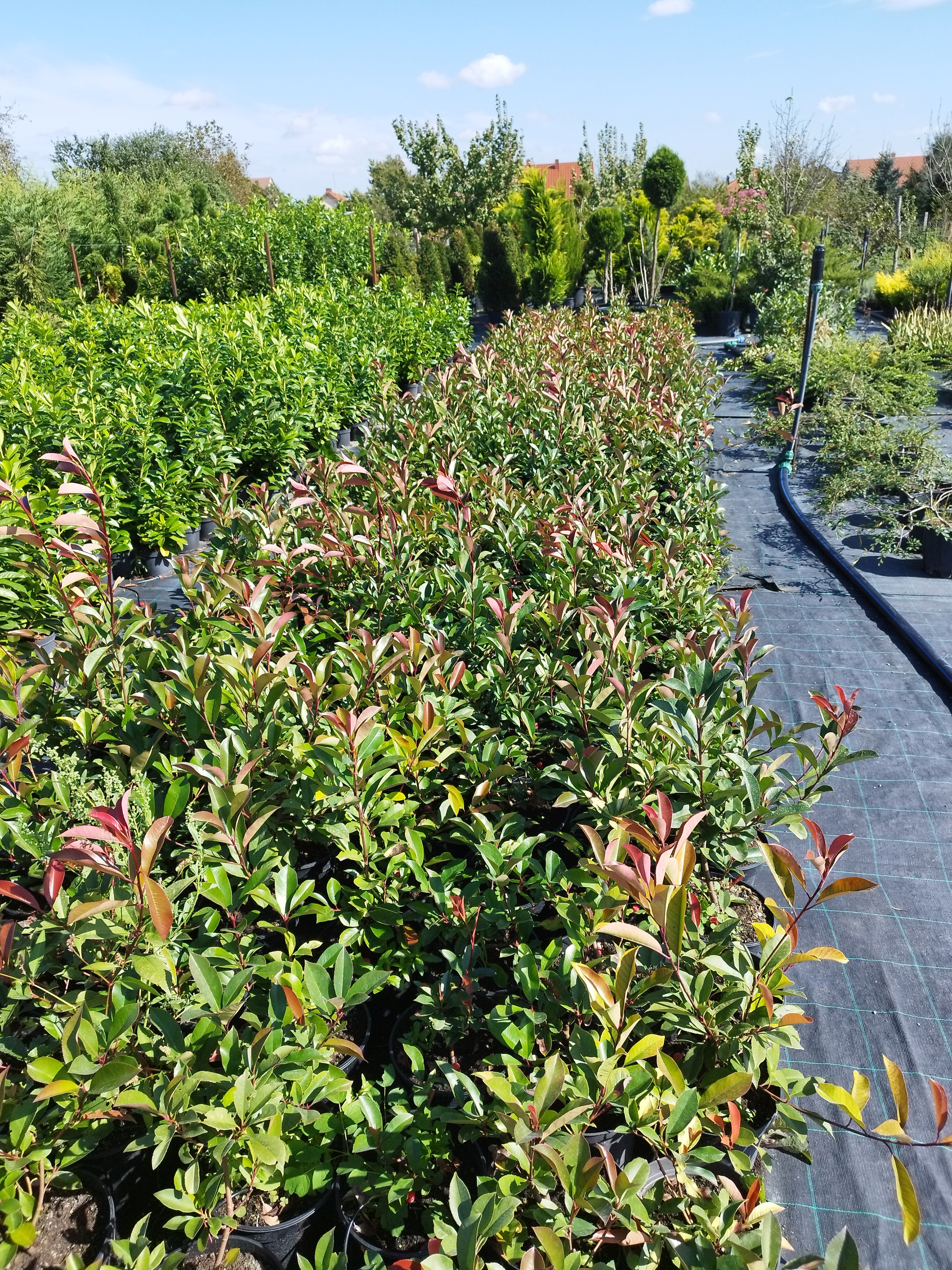 Photinia fraseri 'Red Robin' - Vörös Korallberkenye 50-70cm