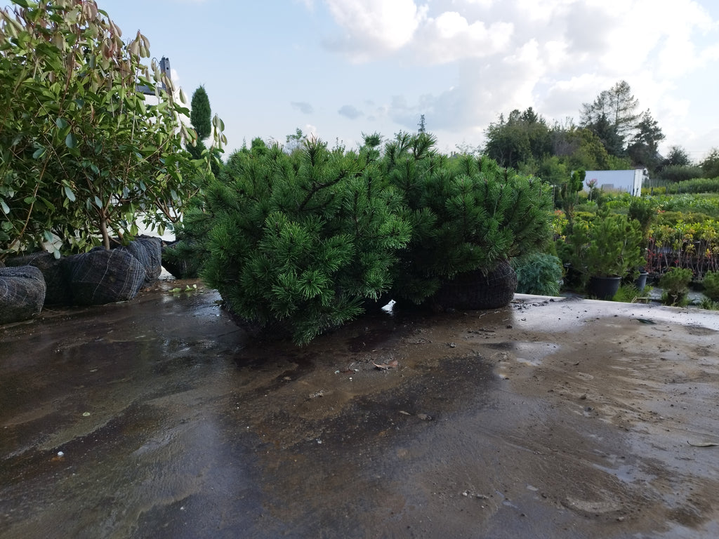 Pinus Mugo Var. 'Pumilio' - Schneekiefer 60-80cm