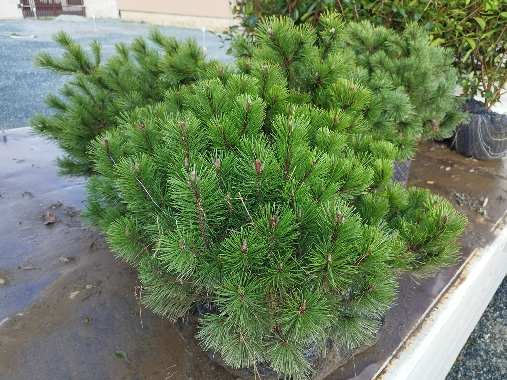 Pinus Mugo Var. 'Pumilio' - Schneekiefer 60-80cm