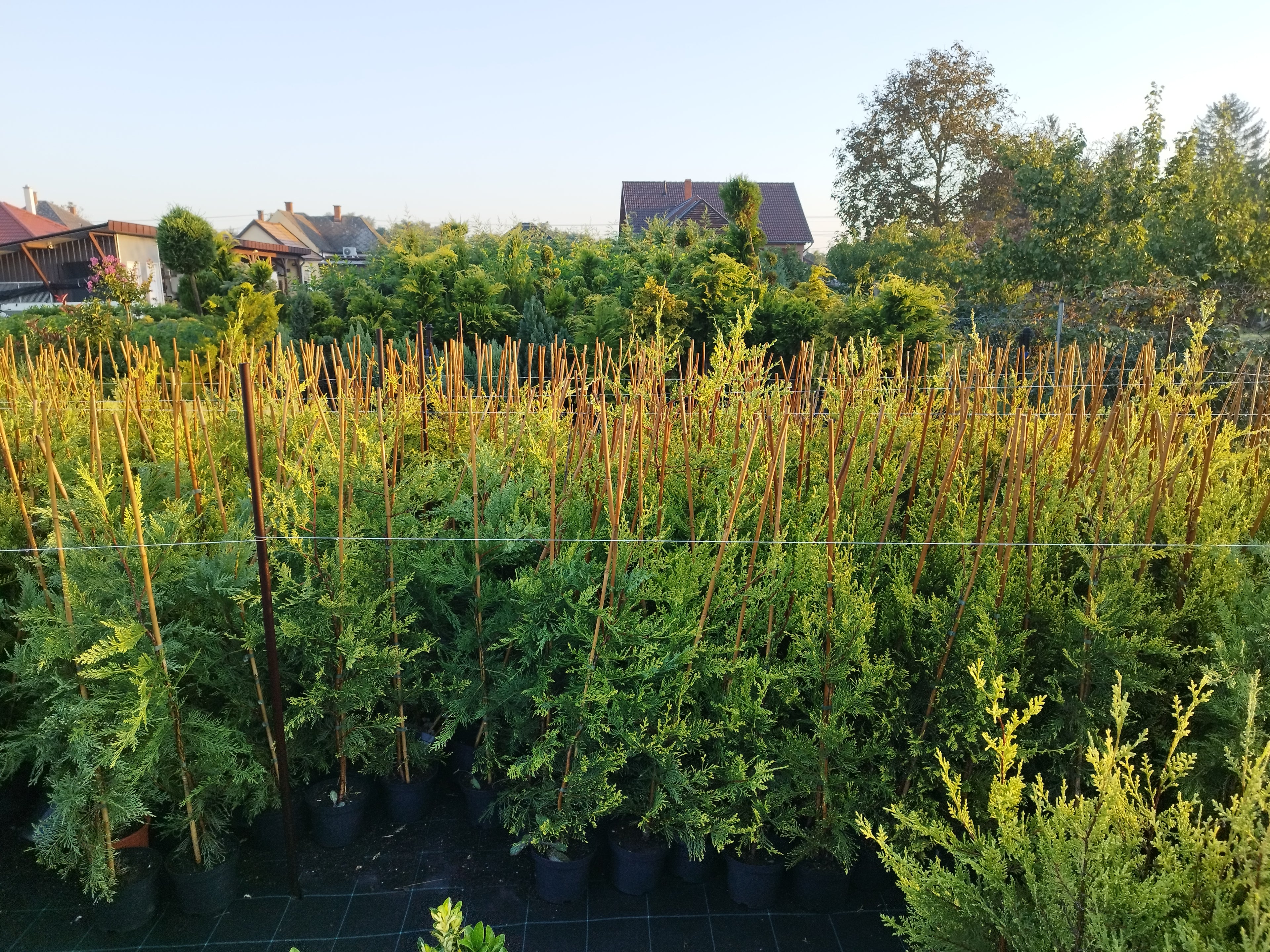 Cupressocyparis leylandii 'Robinsons Gold' – Leylandi ciprus 110-130 cm