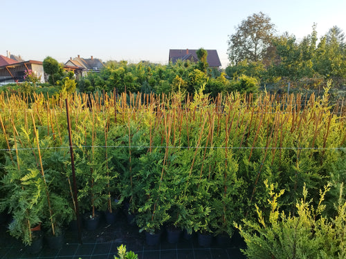 Cupressocyparis leylandii 'Robinsons Gold' – Leyland-Zypresse, 110–130 cm 