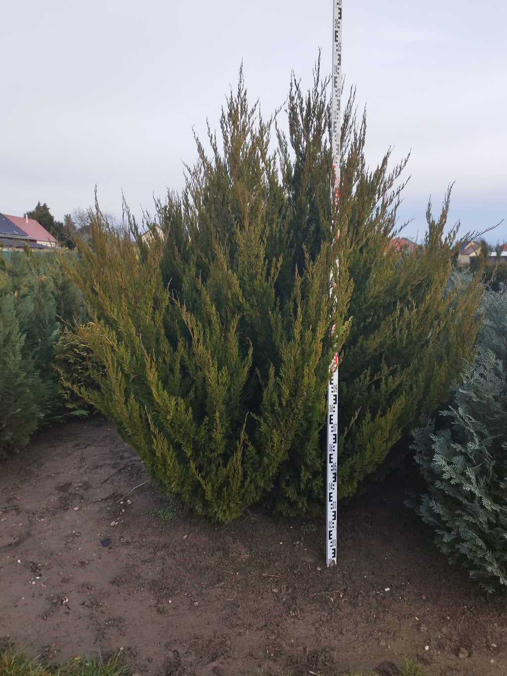 Juniperus chinensis 'Spartan' - Kínai boróka 230-250cm