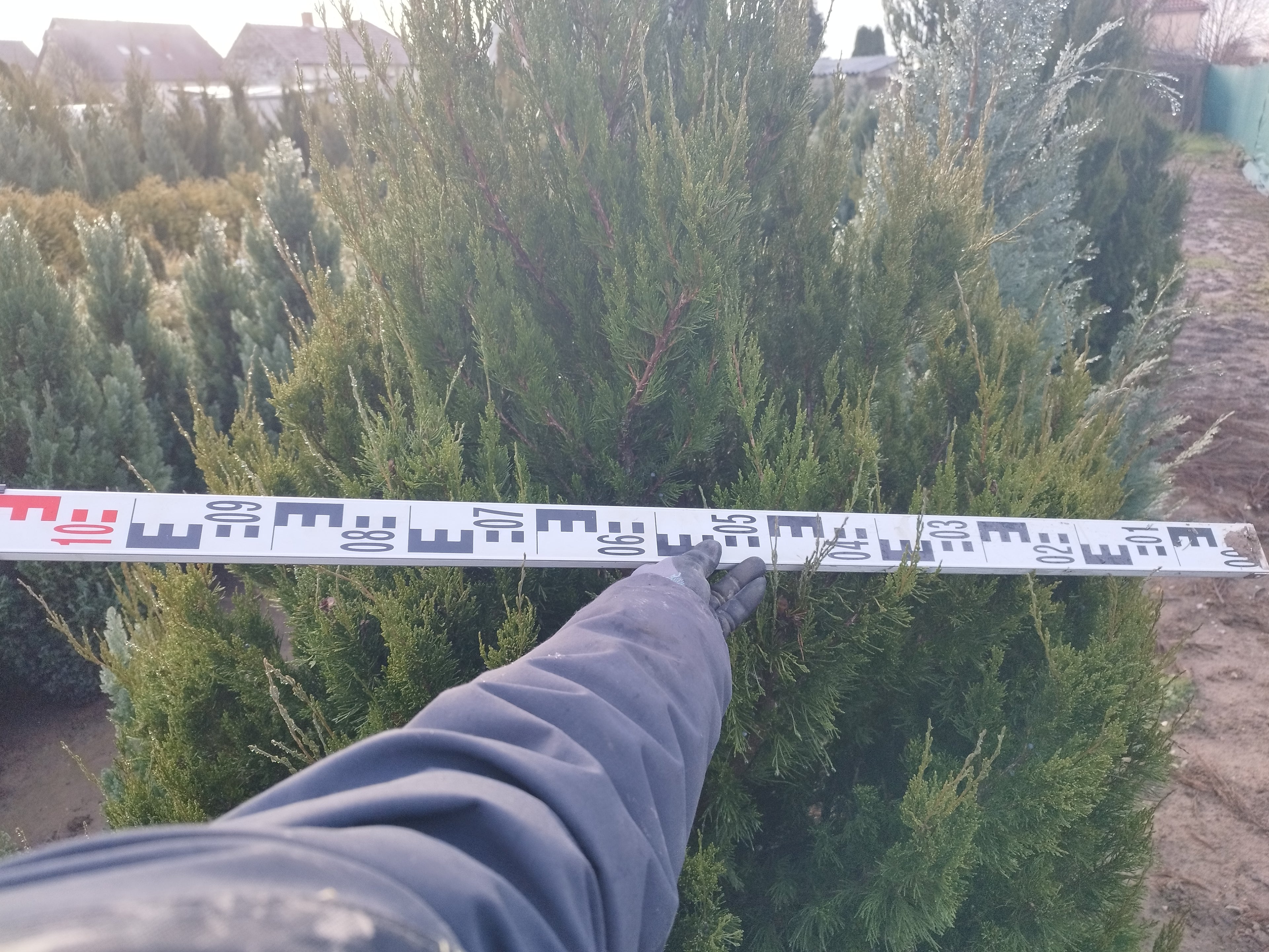 Juniperus chinensis 'Spartan' - Kínai boróka 230-250cm