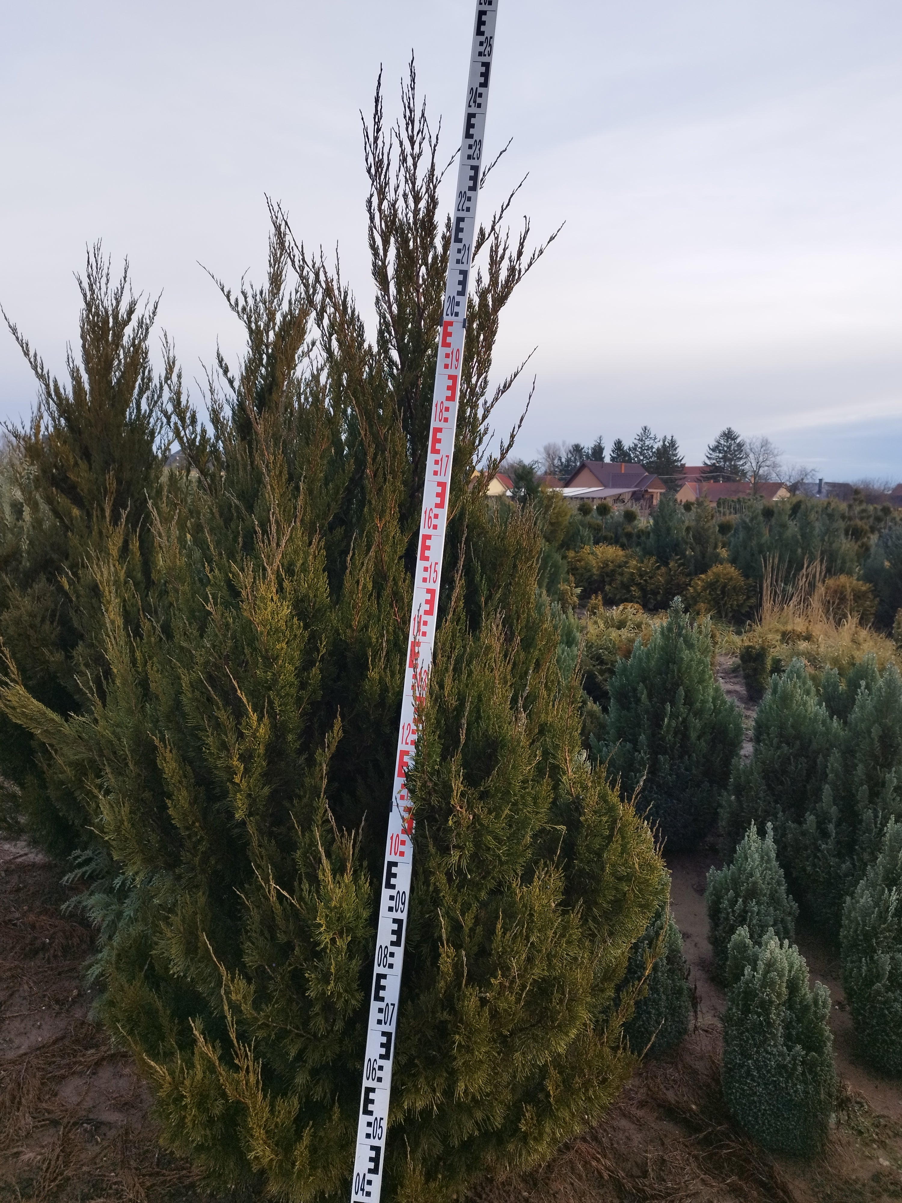 Juniperus chinensis 'Spartan' - Kínai boróka 230-250cm
