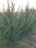 Juniperus chinensis 'Spartan' - Kínai boróka 230-250cm