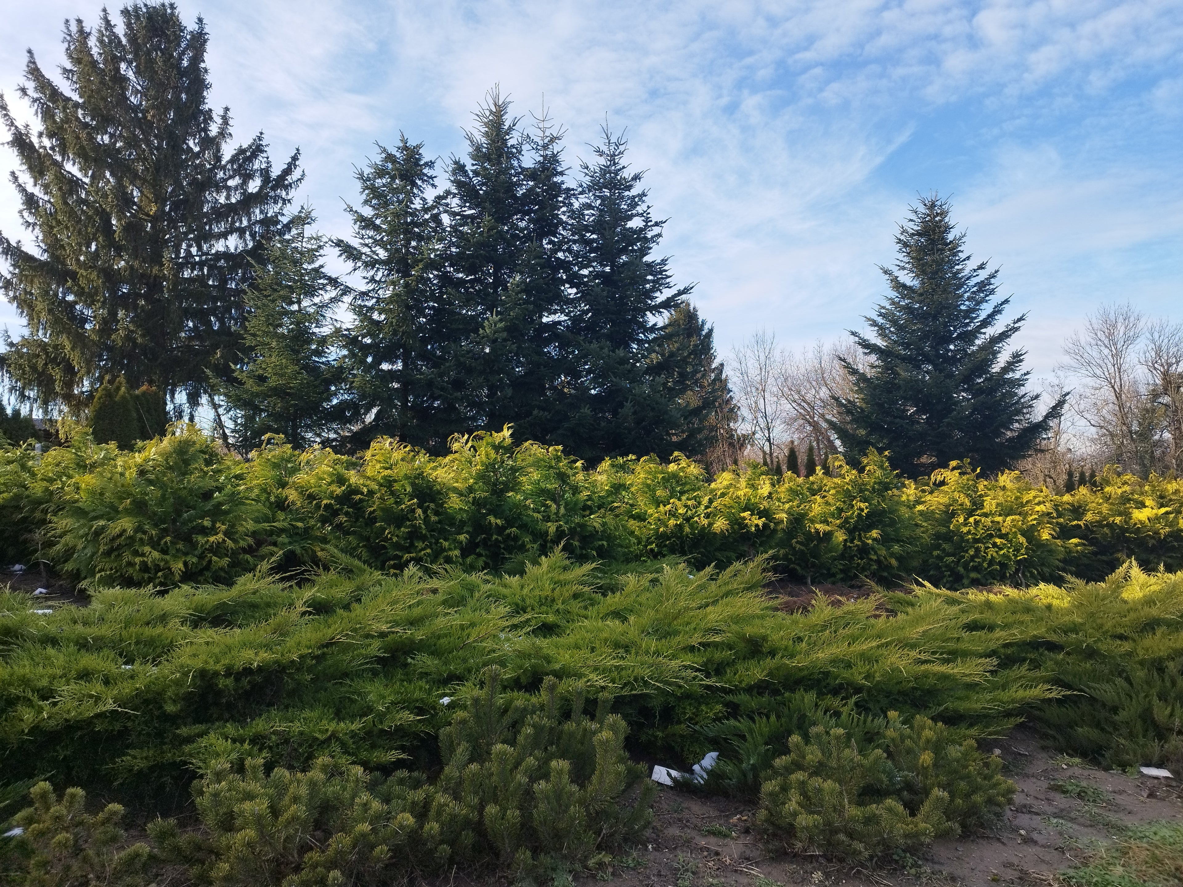 Juniperus media 'Old Gold' - Aranyboróka 200cm