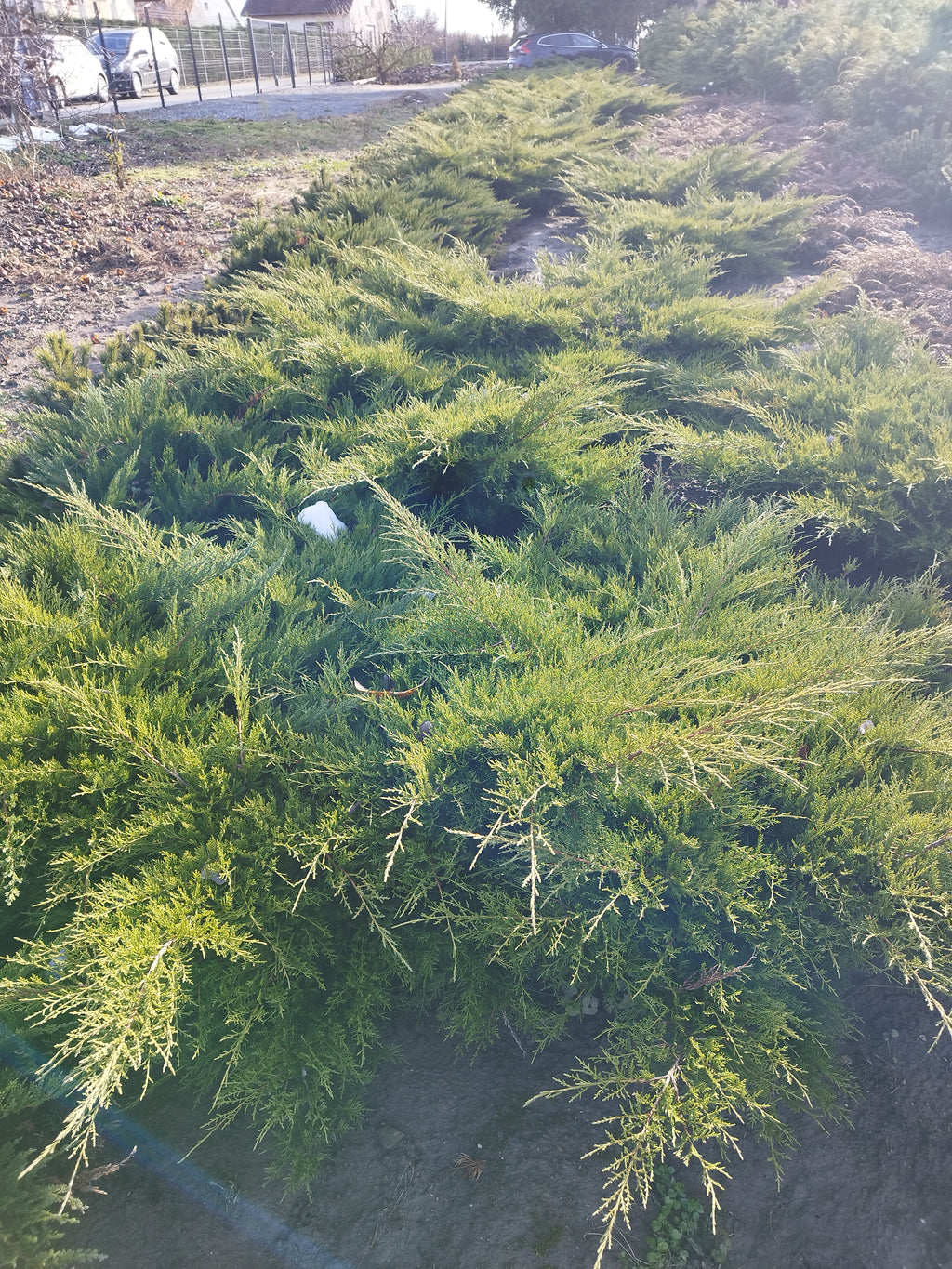 Juniperus media 'Old Gold' – Goldener Wacholder 200 cm