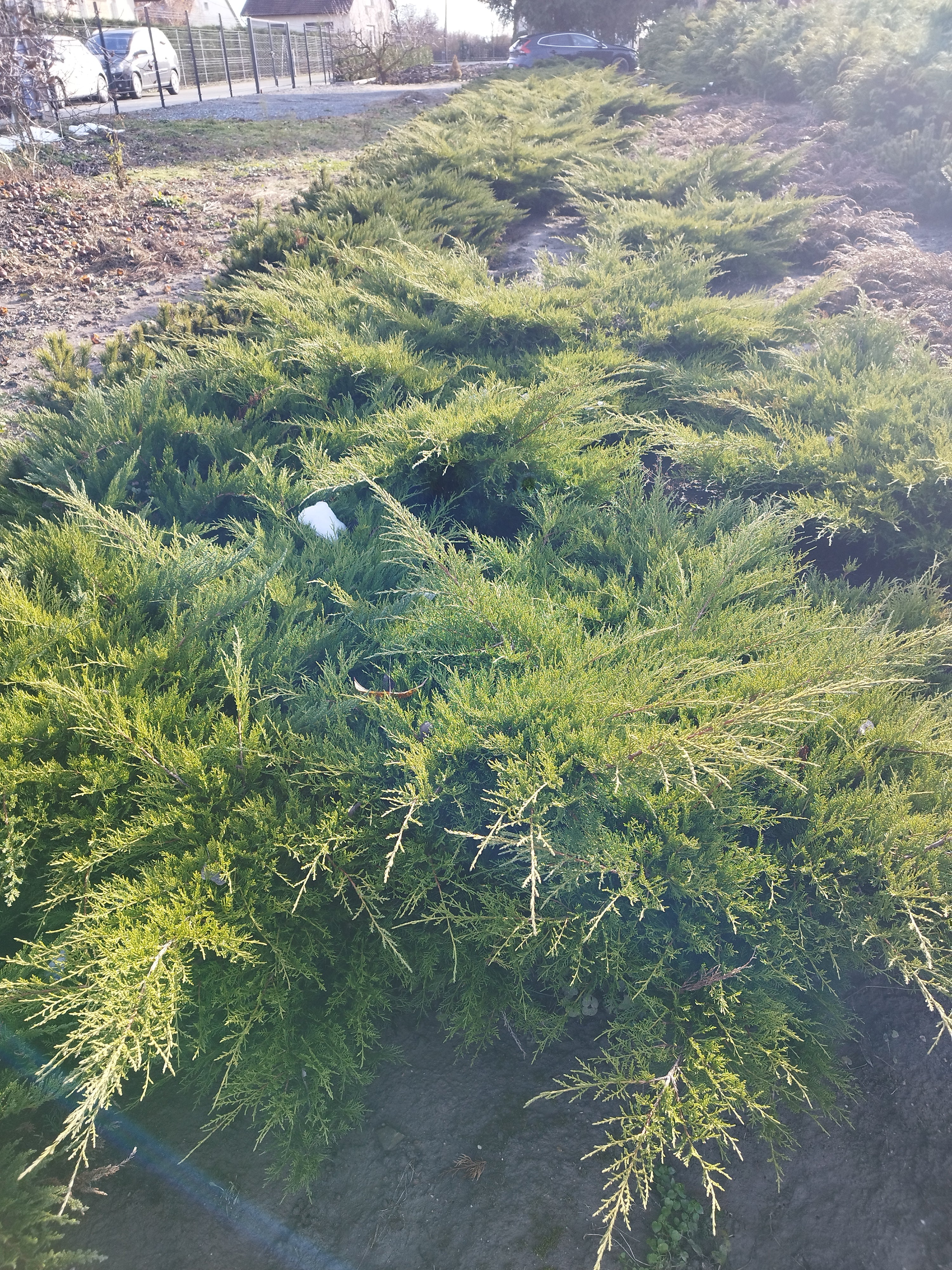 Juniperus media 'Old Gold' - Aranyboróka 200cm