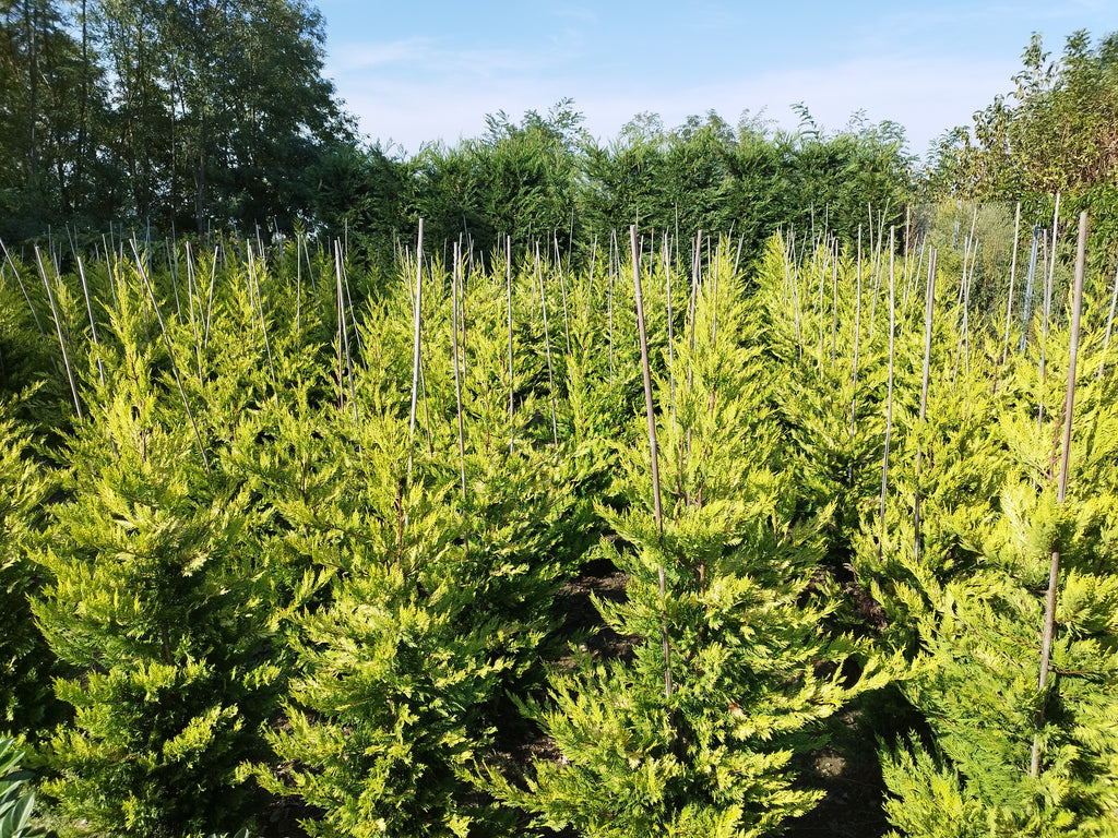 Cupressocyparis leylandii 'Gold Rider' - Aranysárga Leylandii