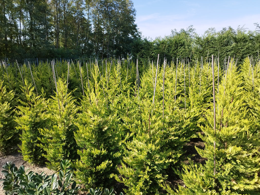Cupressocyparis leylandii 'Gold Rider' - Aranysárga Leylandii