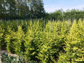 Cupressocyparis leylandii 'Gold Rider' - Aranysárga Leylandii