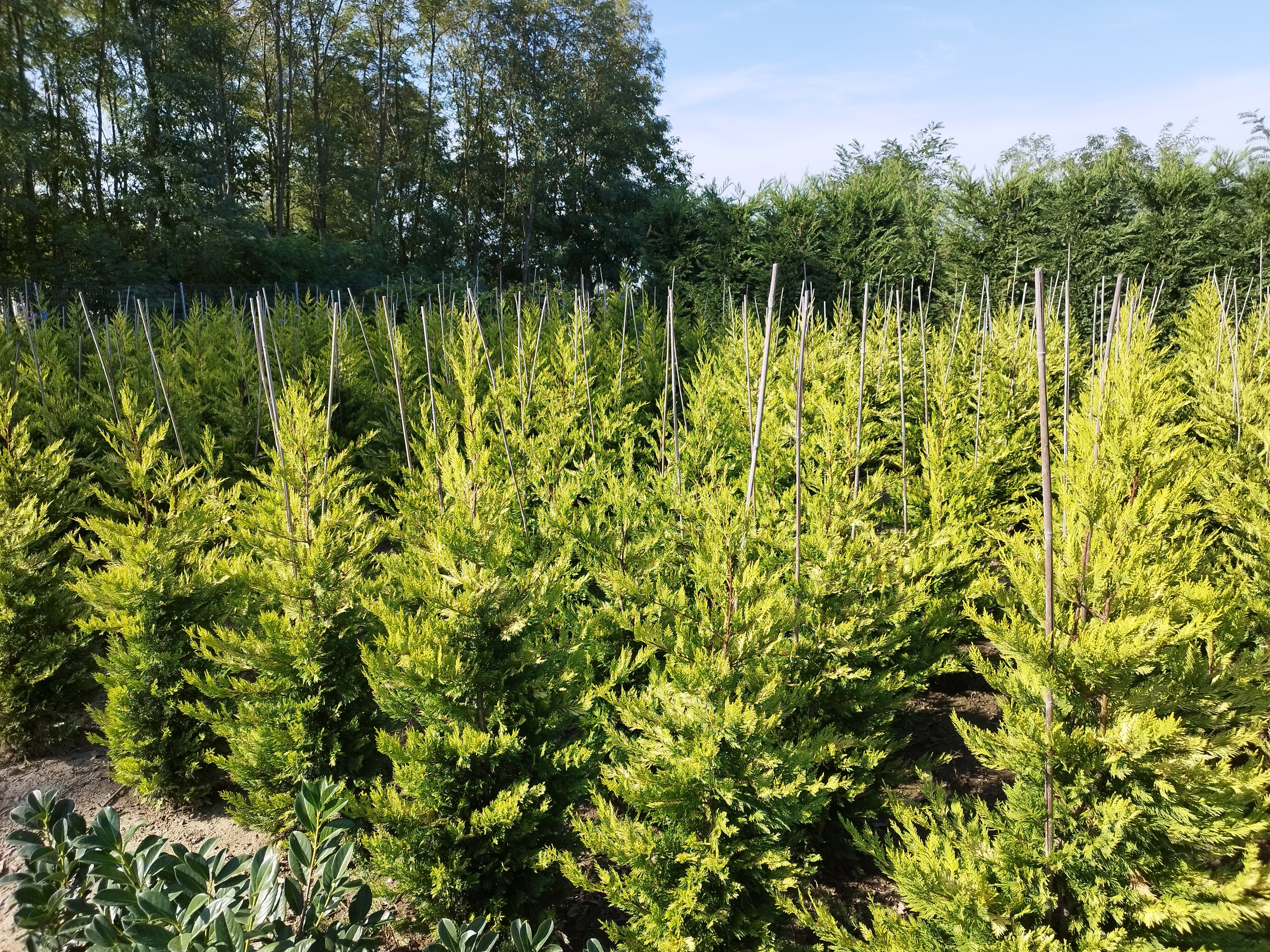 Cupressocyparis leylandii 'Gold Rider' - Aranysárga Leylandii