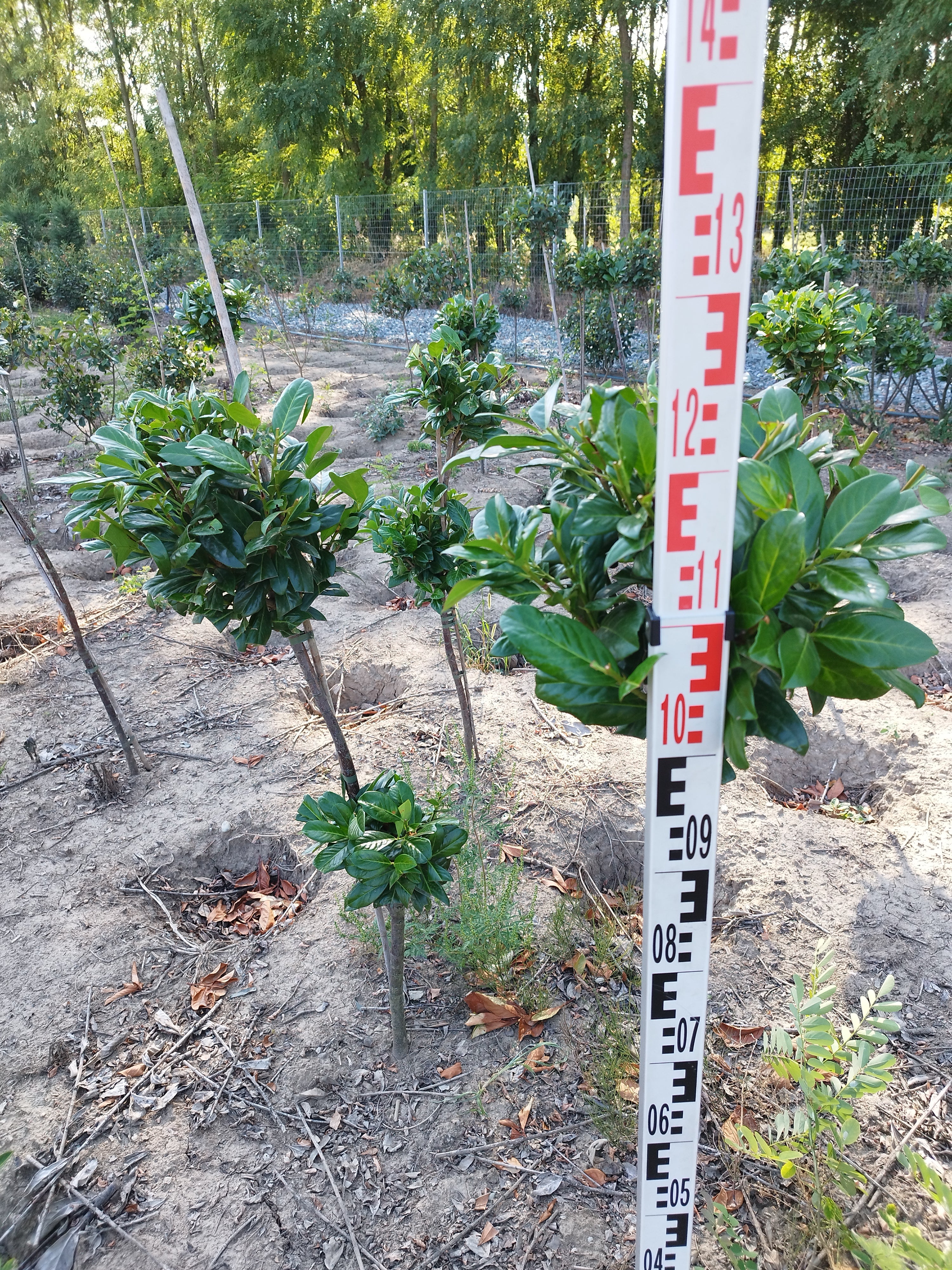 Prunus 'Novita' - Babérmeggy 80-100 cm Formametszett