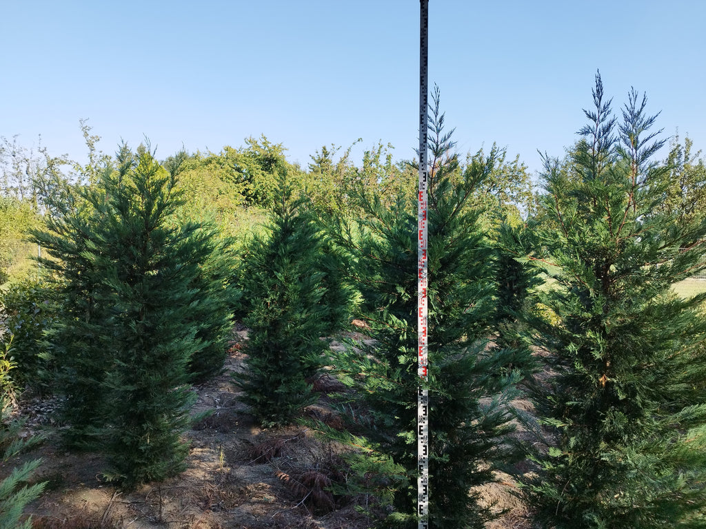 Cupressocyparis leylandii - Leylandii Für Hecken 200–220 cm