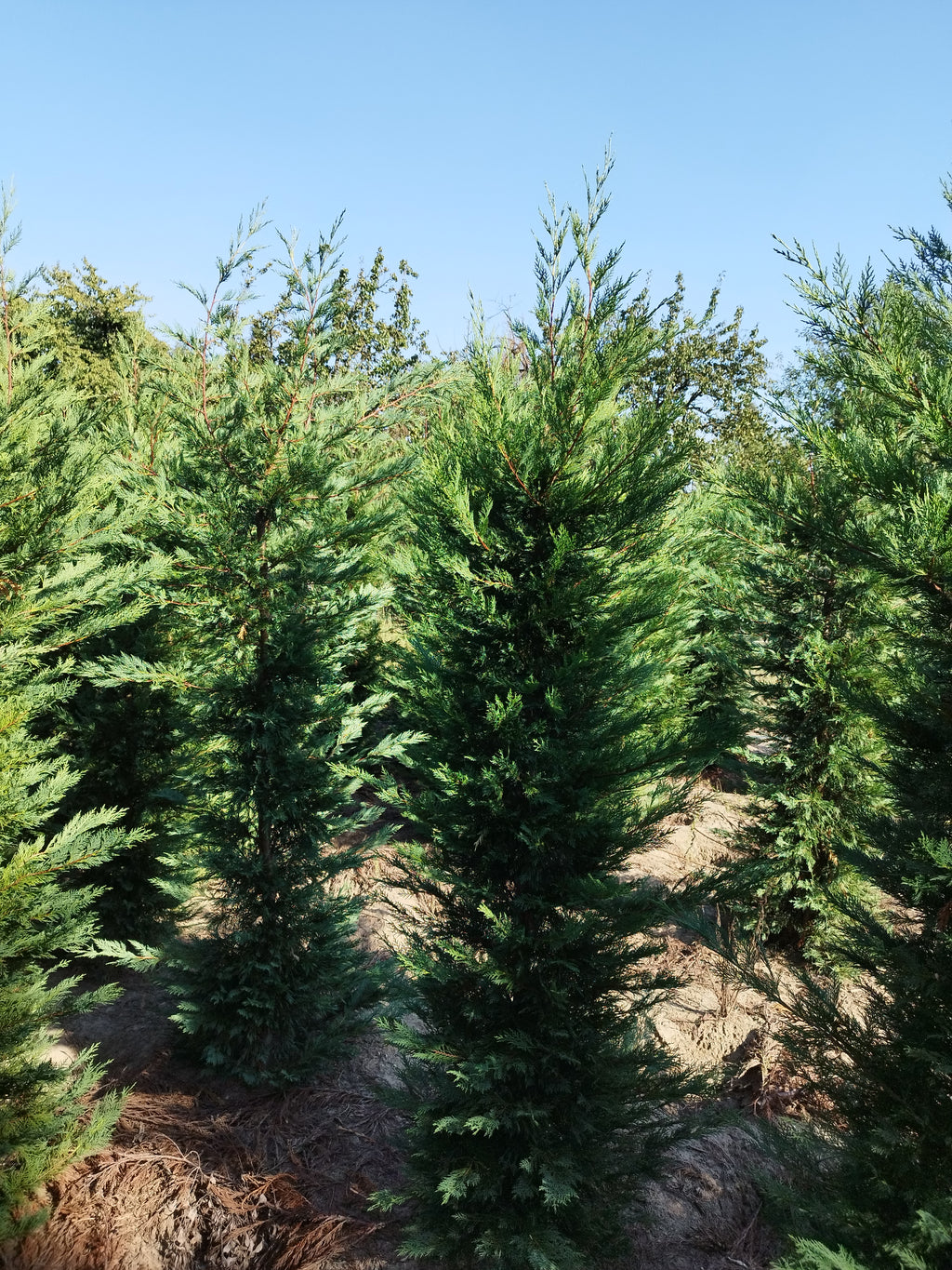 Cupressocyparis leylandii - Leylandii Für Hecken 200–220 cm