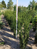 Taxus x media 'Hillii' – Säulenförmig-kegelförmige Eibe (Staubblätter) 110-130 cm