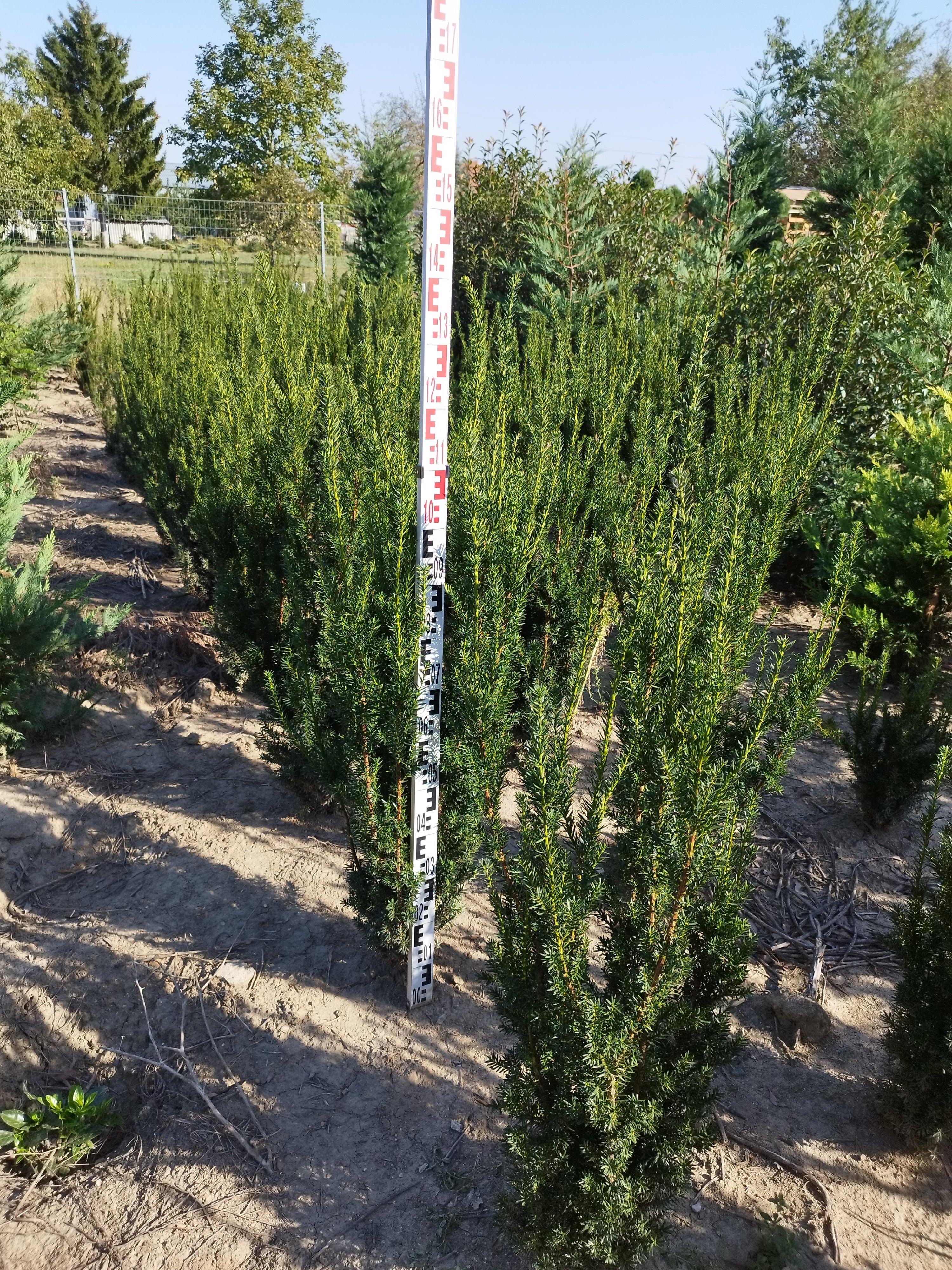 Taxus x media 'Hillii' – Säulenförmig-kegelförmige Eibe (Staubblätter) 110-130 cm