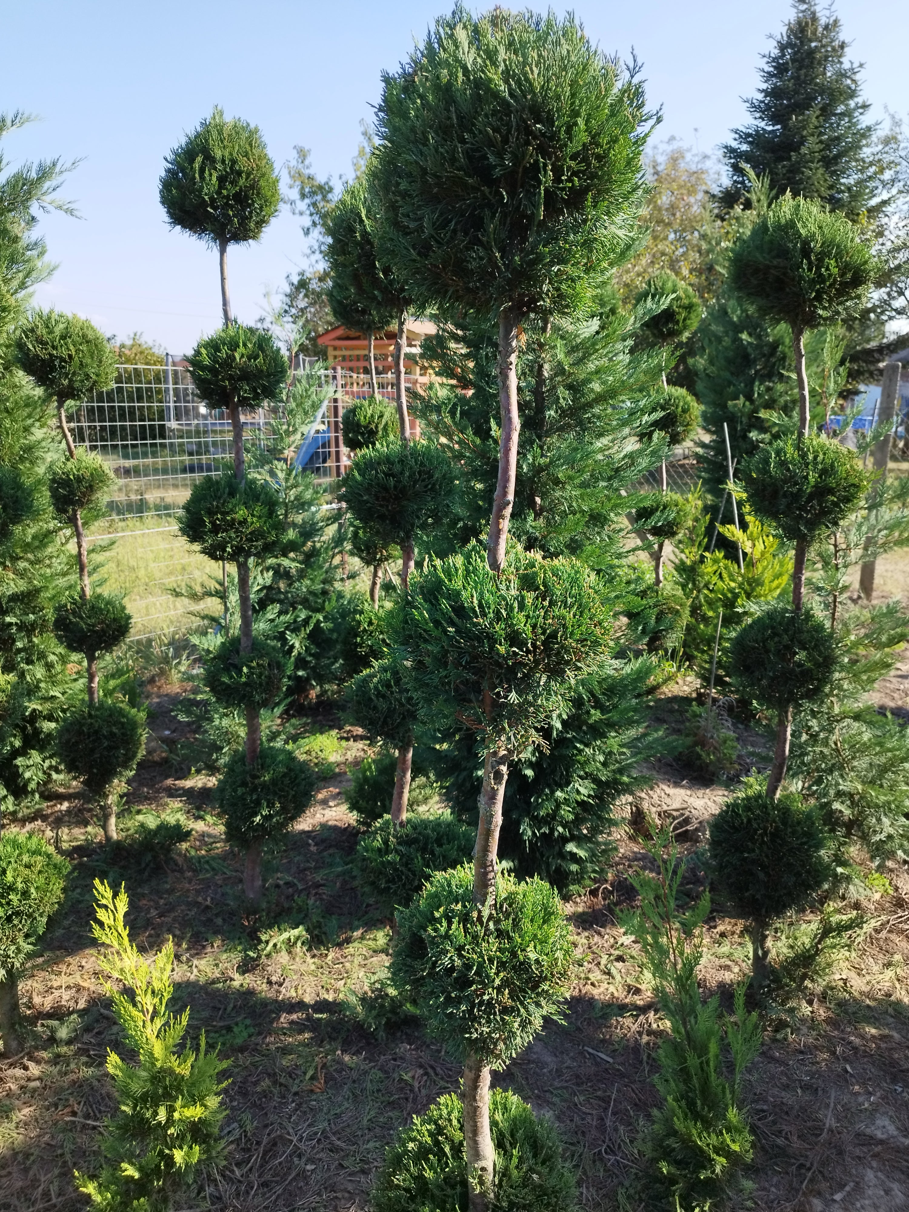 Cupressocyparis leylandii - Leylandii 4-5 Gömb Forma