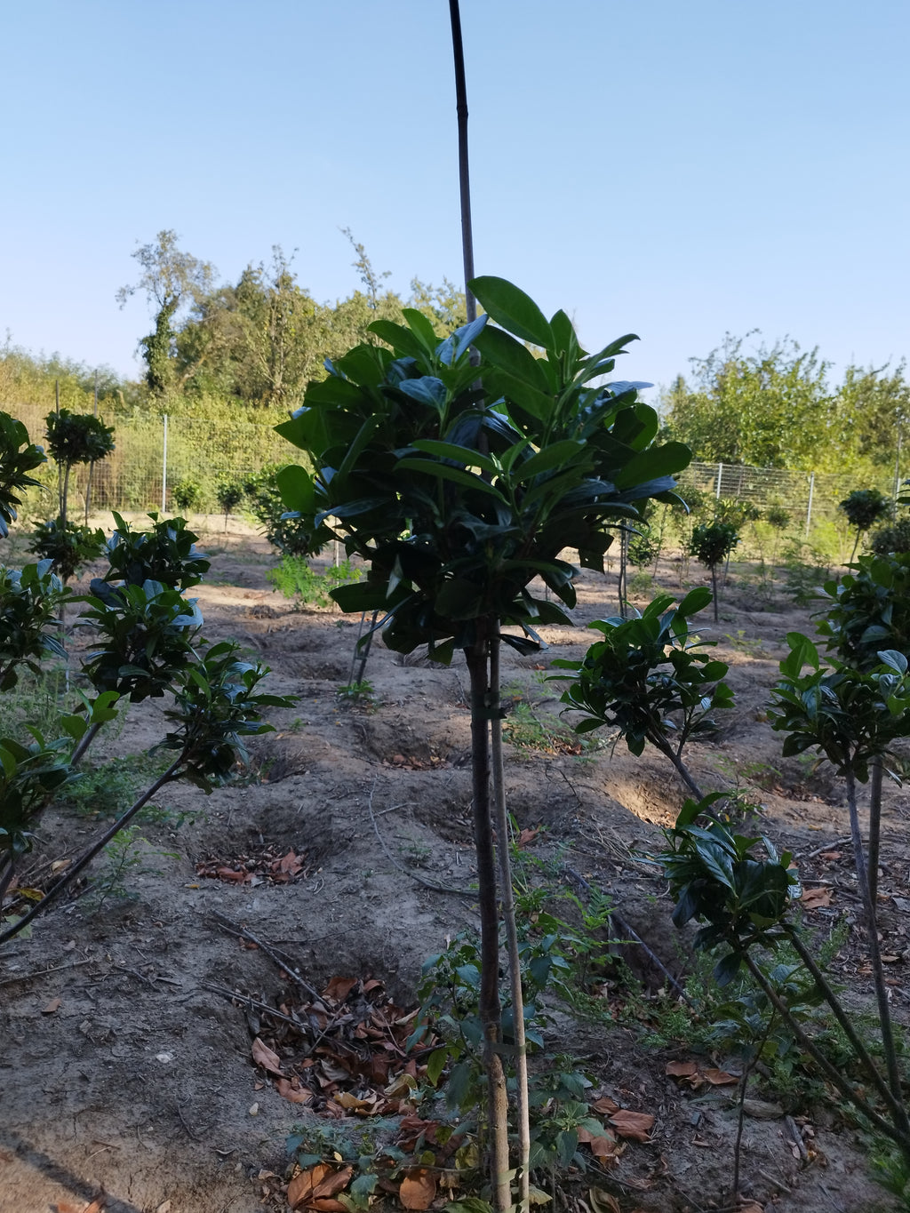 Prunus 'Novita' - Lorbeer 80-100 cm Gartenschere