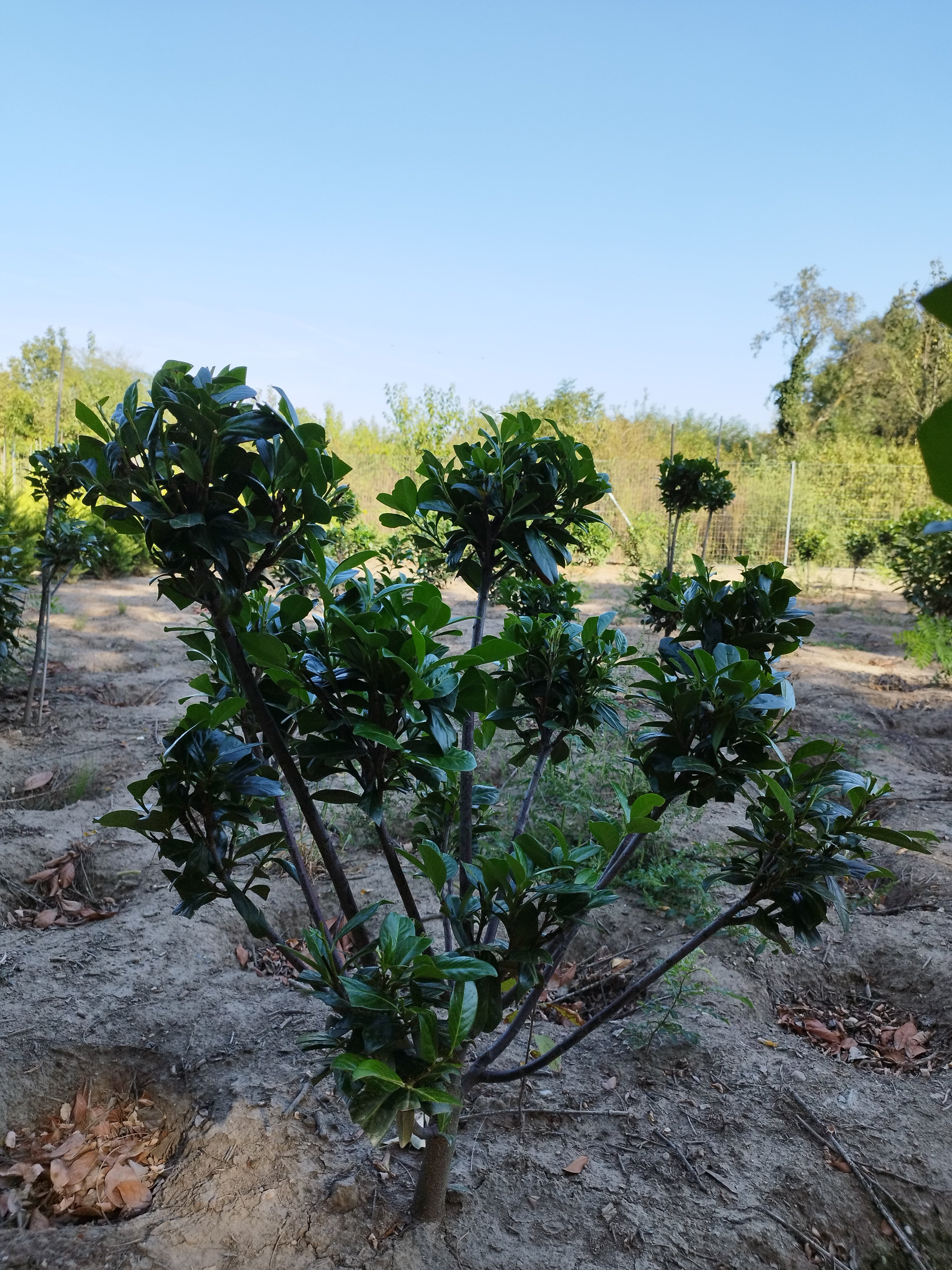 Prunus 'Novita' - Babérmeggy 80-100 cm Formametszett