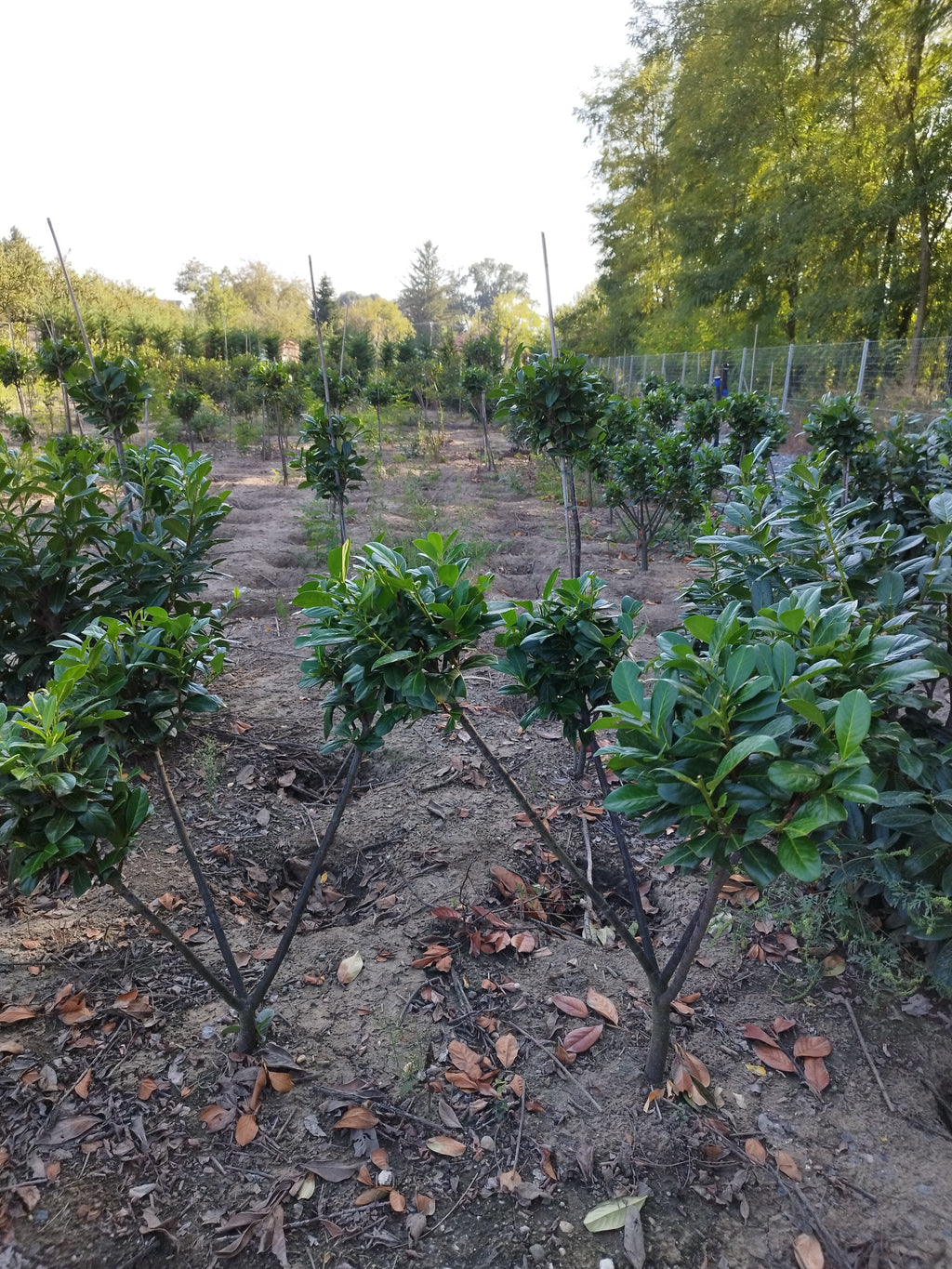 Prunus 'Novita' - Lorbeer 80-100 cm Gartenschere