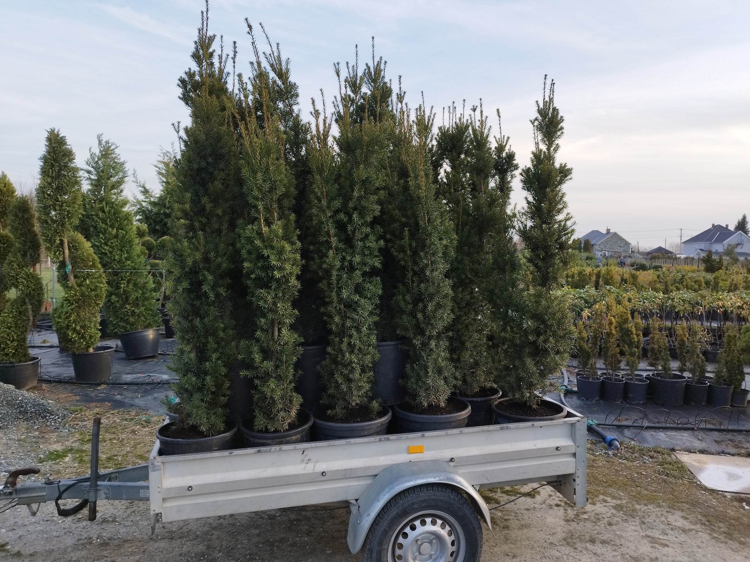 Taxus media 'Hicksii' - Konténeres - Tiszafa 160-180cm