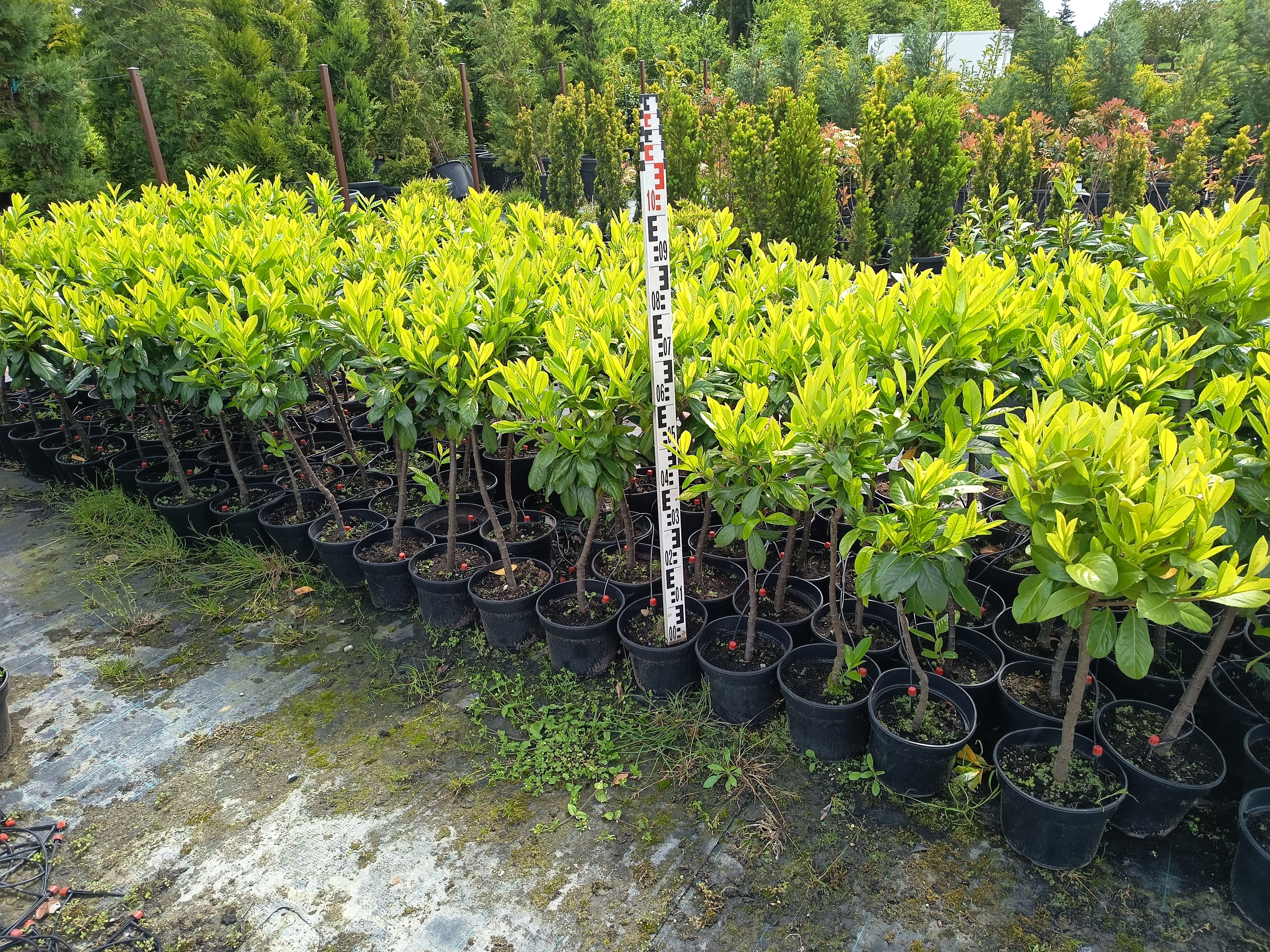 Prunus 'Novita' - Lorbeer 80-100 cm Gartenschere