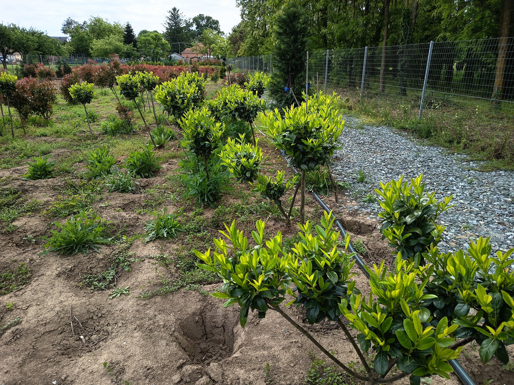 Prunus 'Novita' - Lorbeer 80-100 cm Gartenschere
