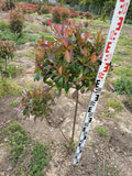 Photinia fraseri 'Red Robin' - Coral Shrub Spherical Shape 100 - 120 cm