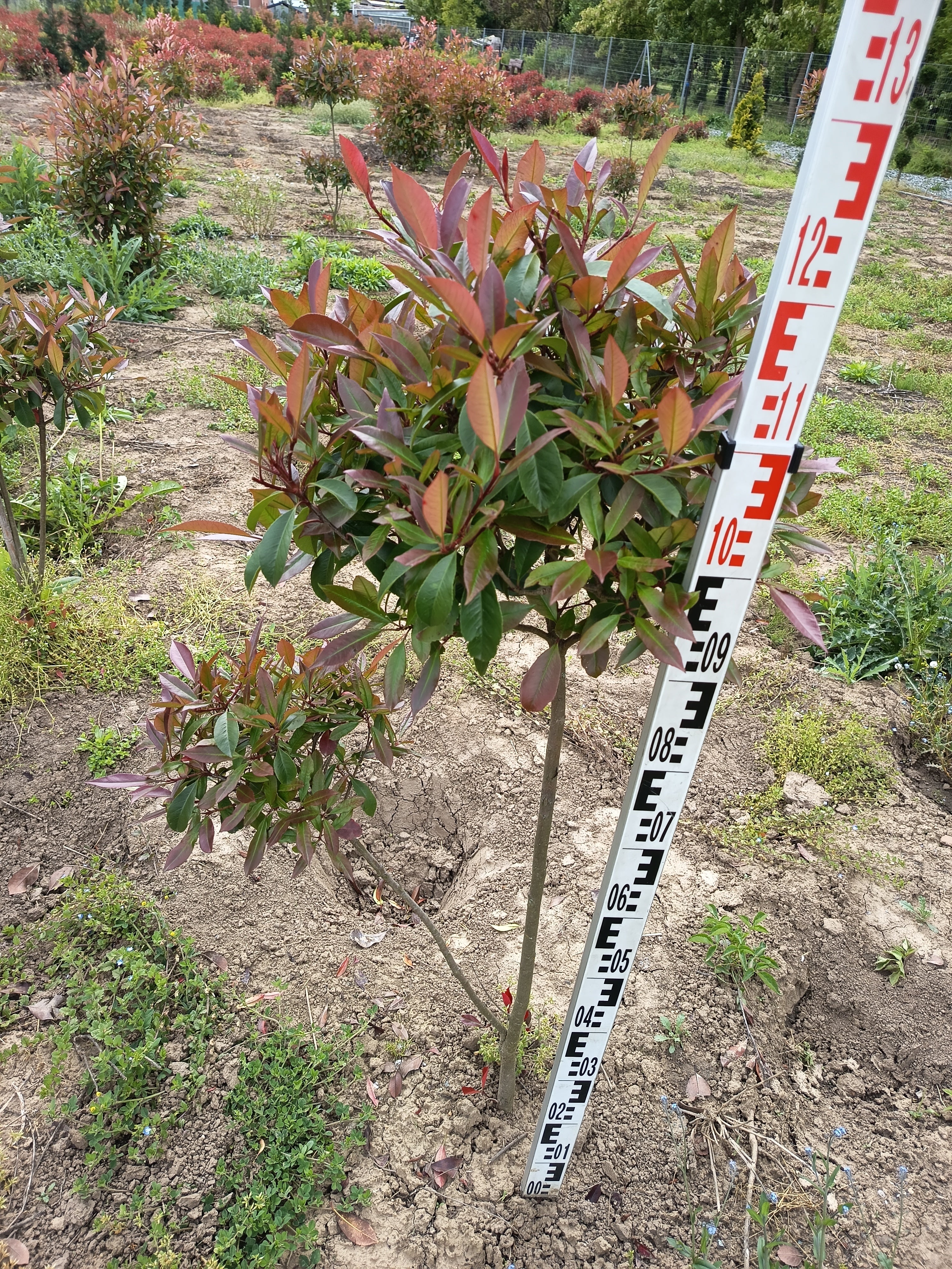 Photinia fraseri 'Red Robin' - Korallberkenye magastörzsű Gömb Forma 100 - 120 cm