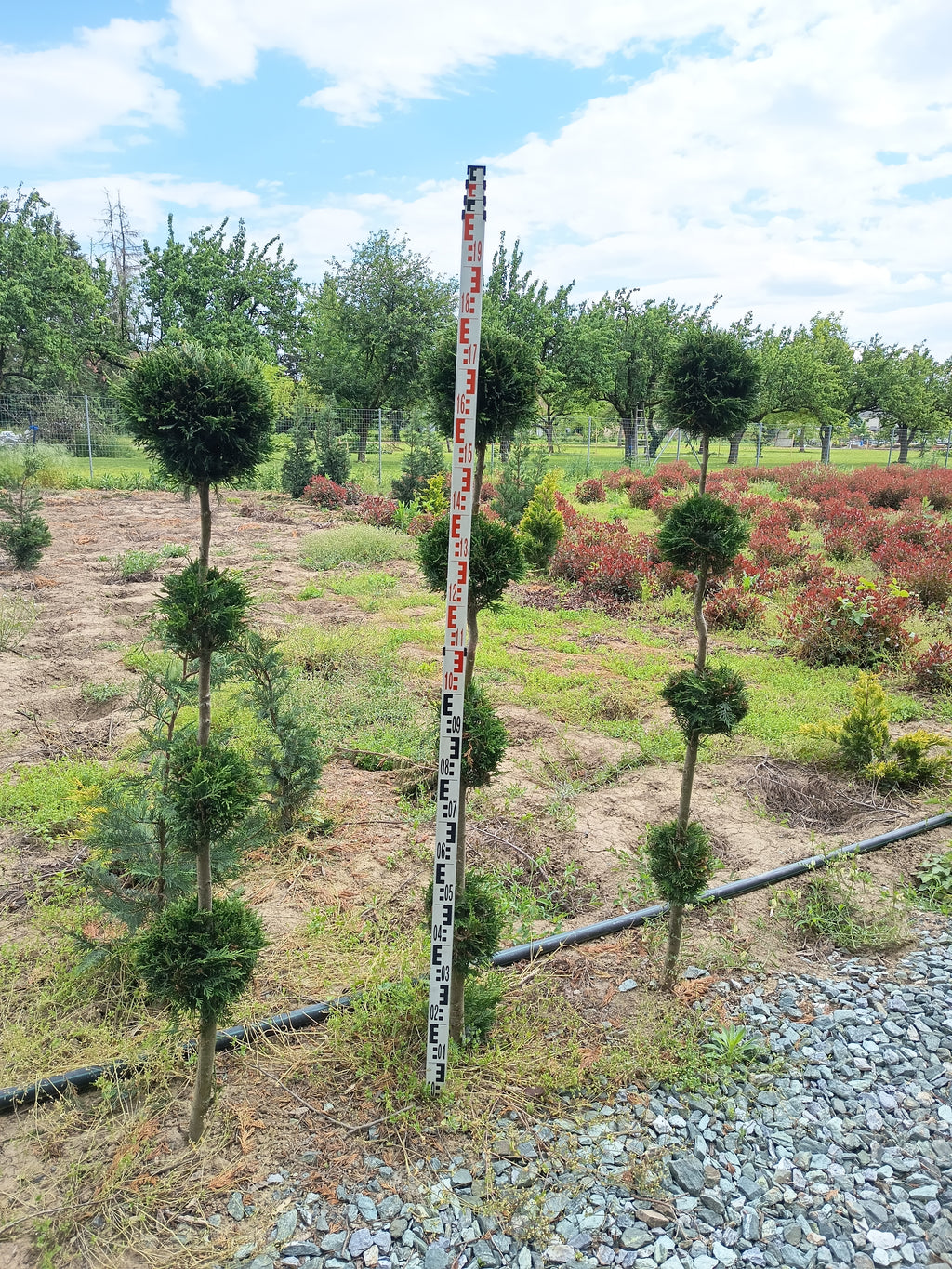 Cupressocyparis leylandii - Leylandii 4-5 Kugelform