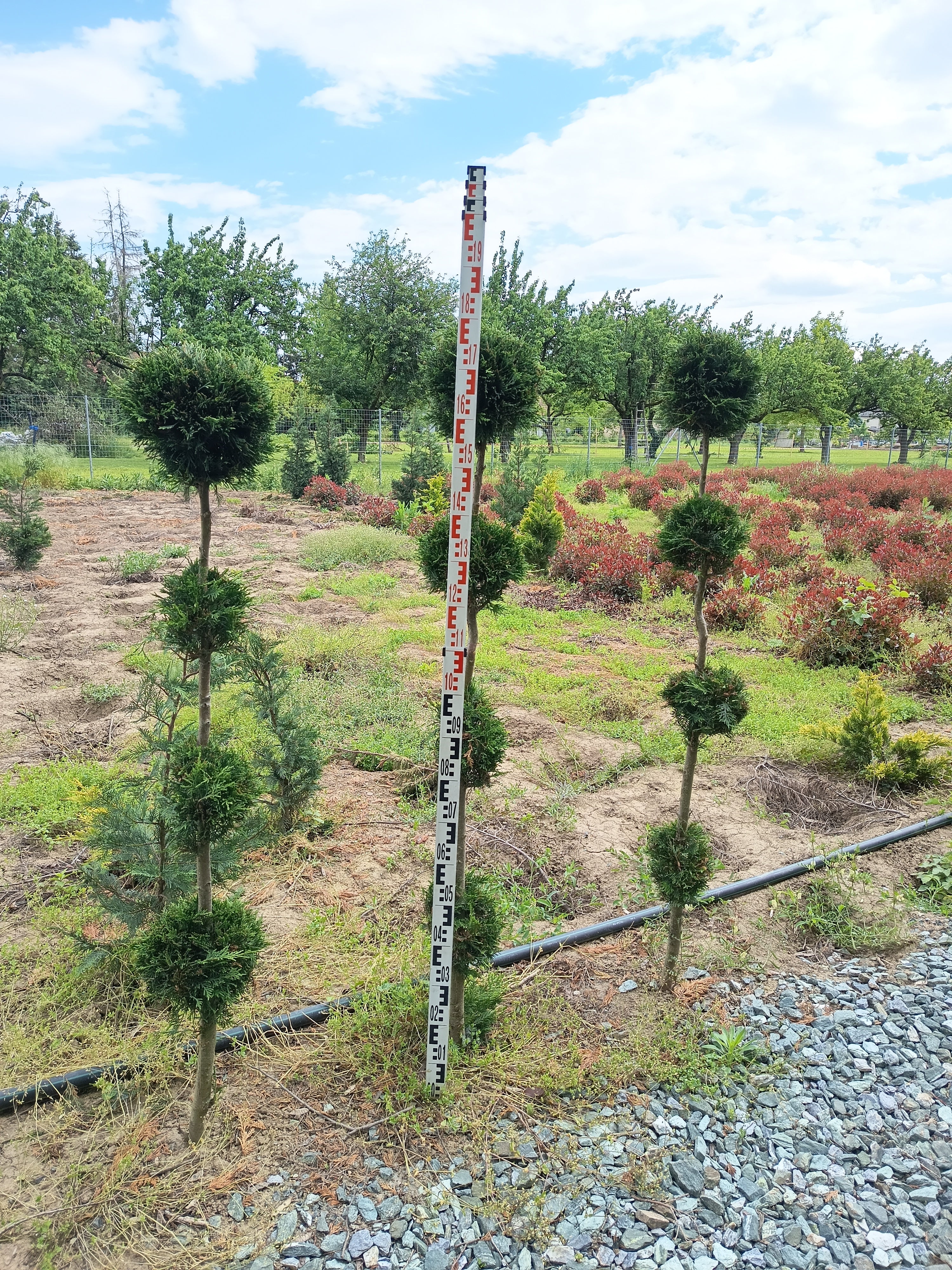 Cupressocyparis leylandii - Leylandii 4-5 Gömb Forma