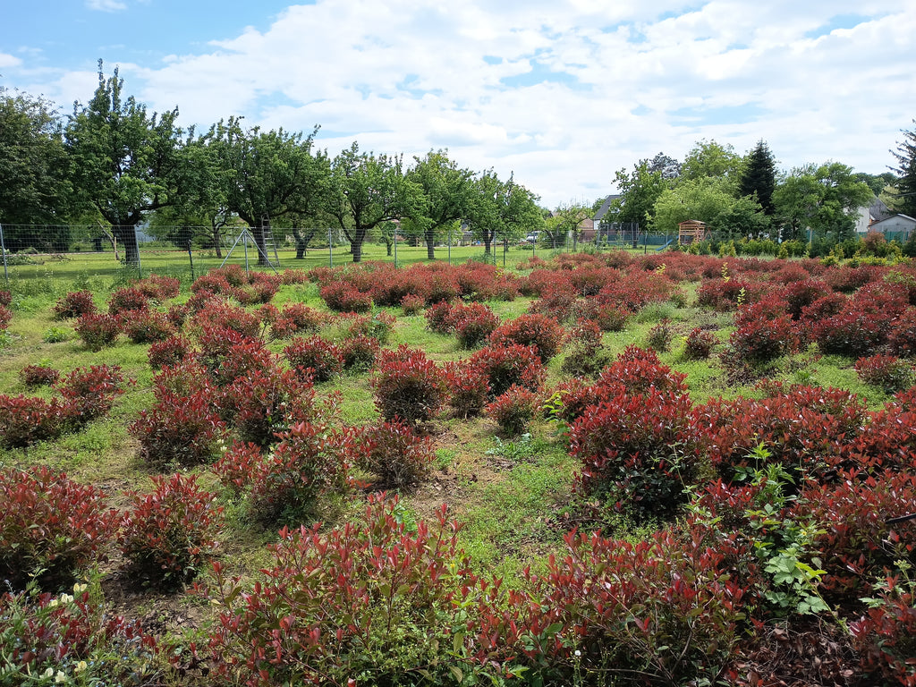 Photinia 'Little Red Robin' – Zwerg-Korallenrotschwanz 60–80 cm