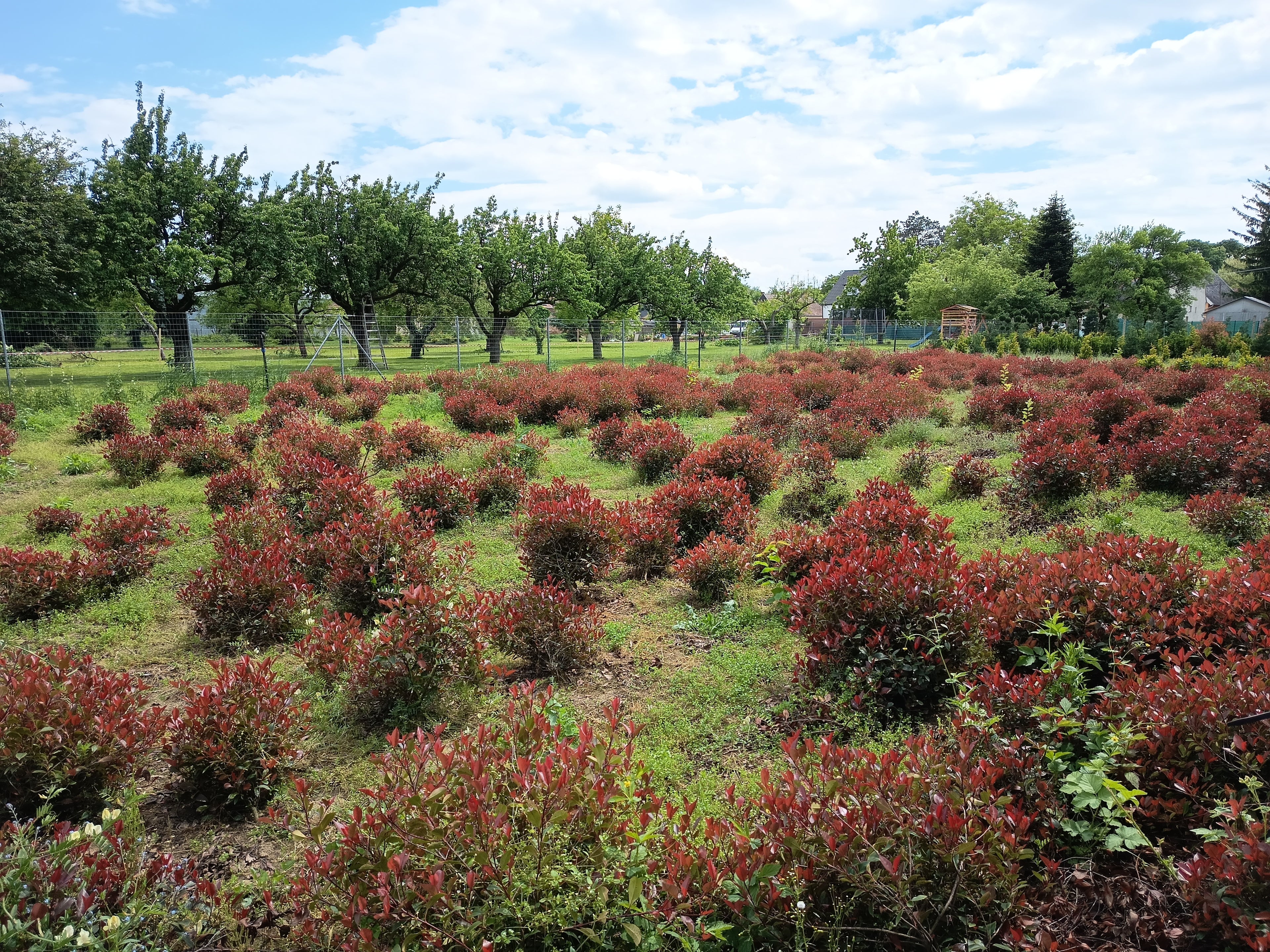 Photinia 'Little Red Robin' - Törpe Korallberkenye 60-80cm