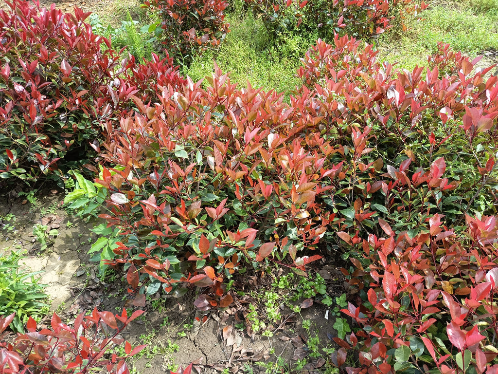 Photinia 'Little Red Robin' – Zwerg-Korallenrotschwanz 60–80 cm