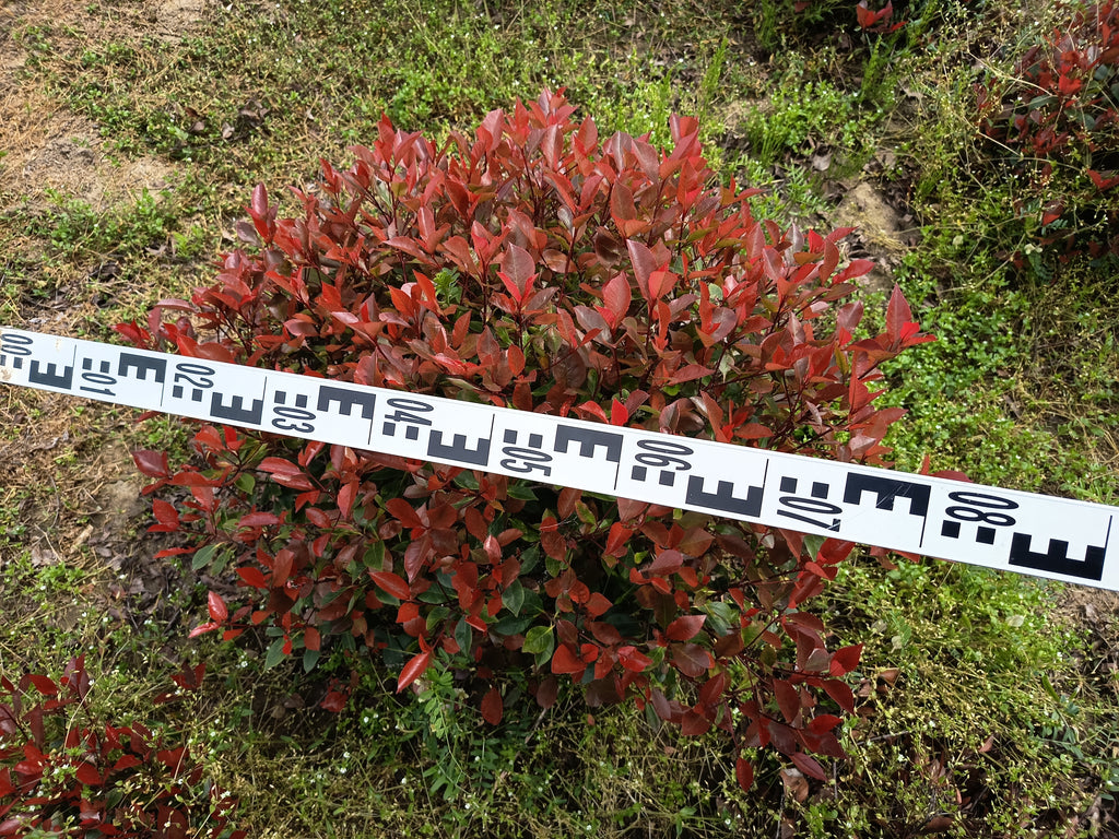 Photinia 'Little Red Robin' – Zwerg-Korallenrotschwanz 60–80 cm