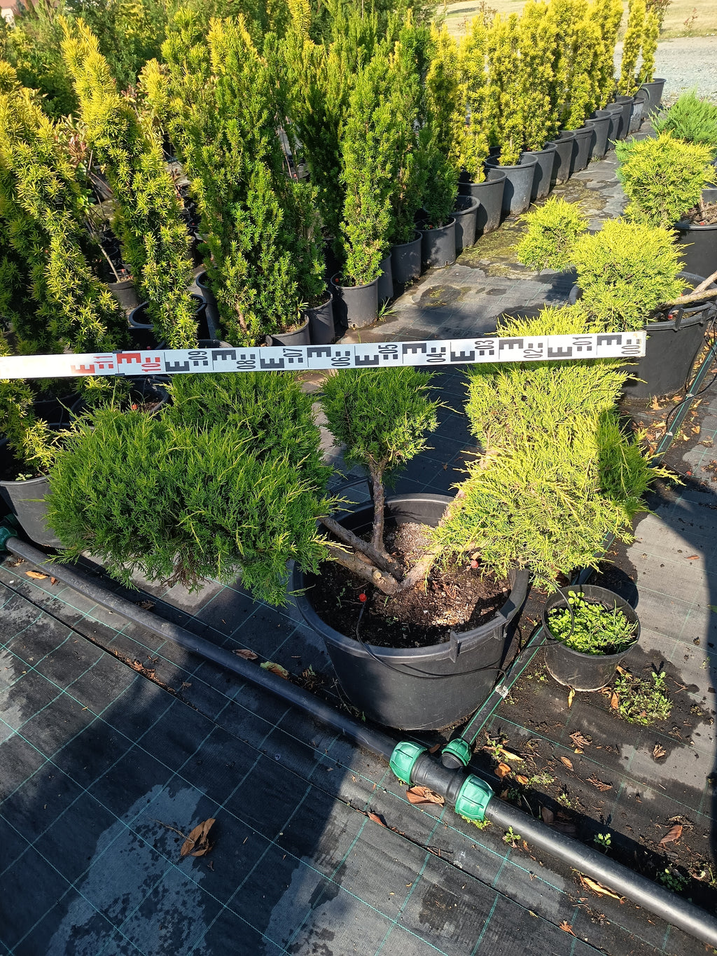 Juniperus media 'Old Gold' – Goldener Wacholder, 110–130 cm, Gartenscheren-Set