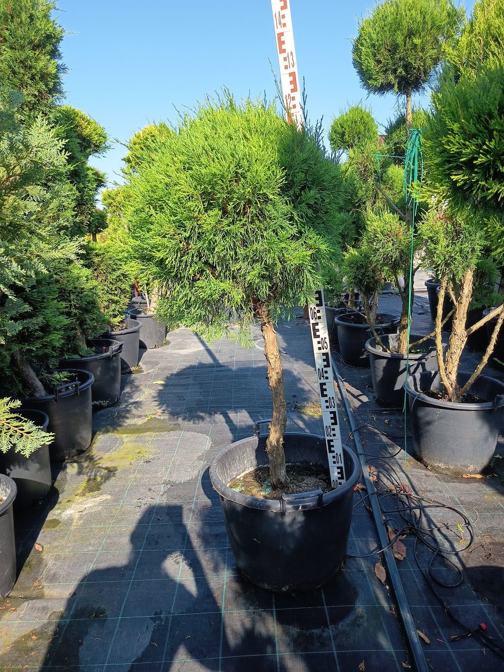 Wacholder 'Spartan' - Oszlopos Boróka 160-180 cm Formametszett