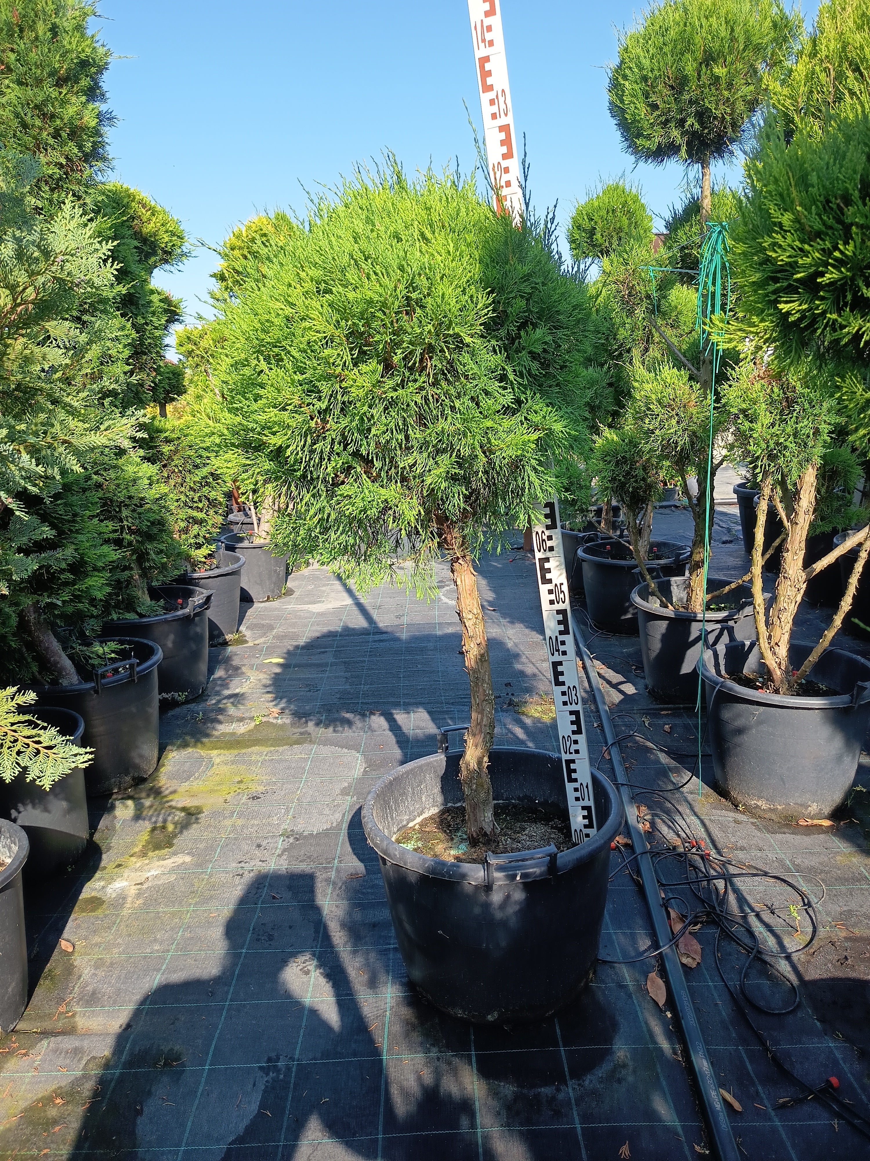 Juniperus 'Spartan' - Oszlopos Boróka 160-180 cm Formametszett