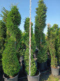 Cupressocyparis leylandii - Leylandii Spiralform 230+ cm