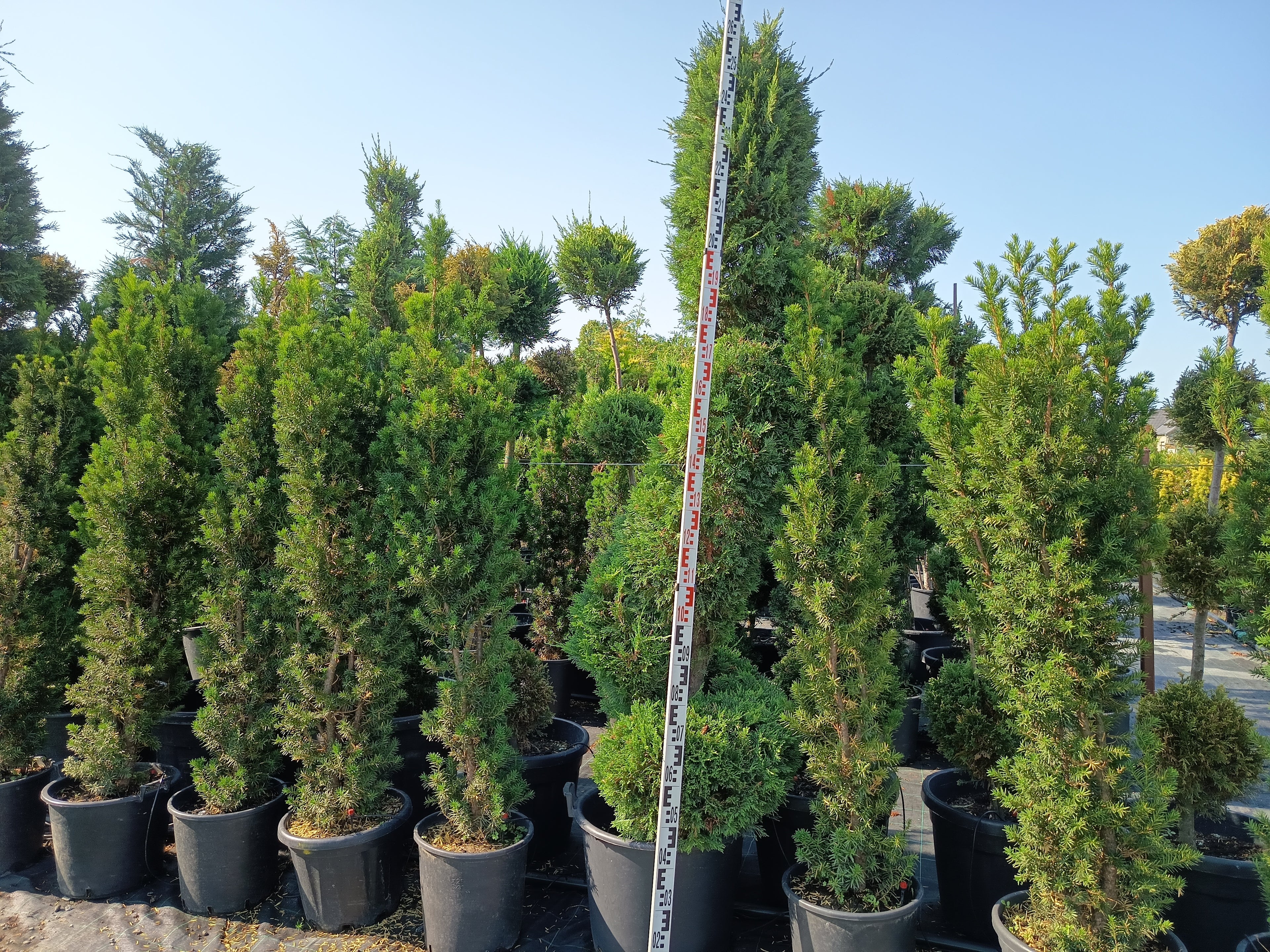 Cupressocyparis leylandii - Leylandii Spirál Forma 230+ cm