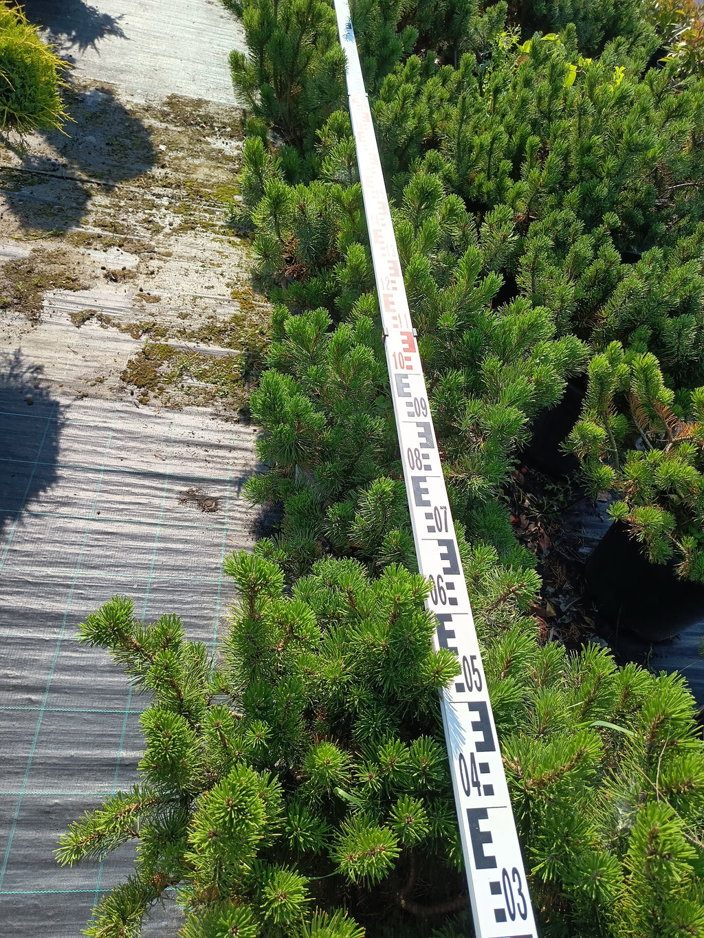 Pinus Mugo Var. 'Pumilio' - Schneekiefer 60-80cm